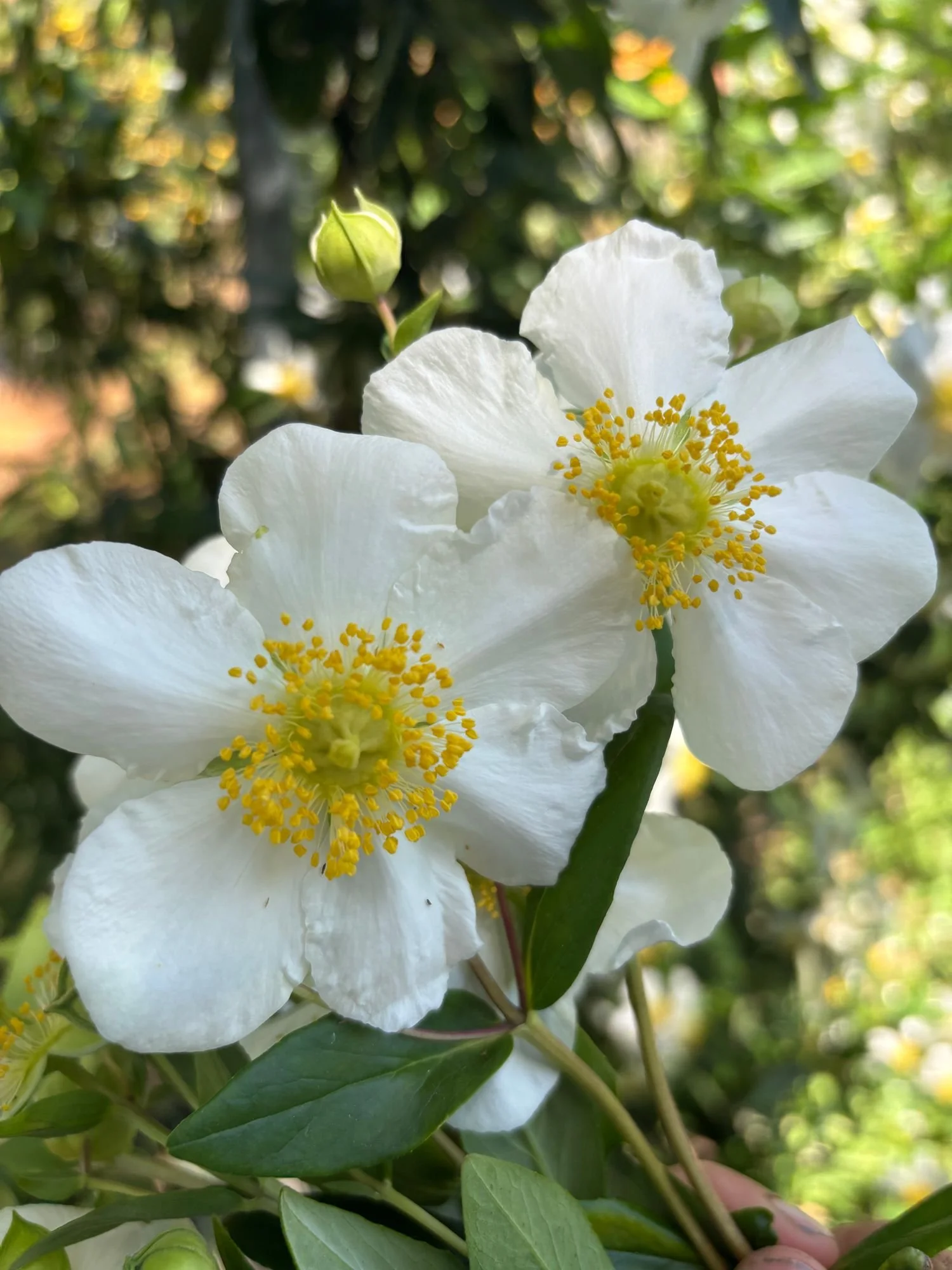 CARPENTERIA californica