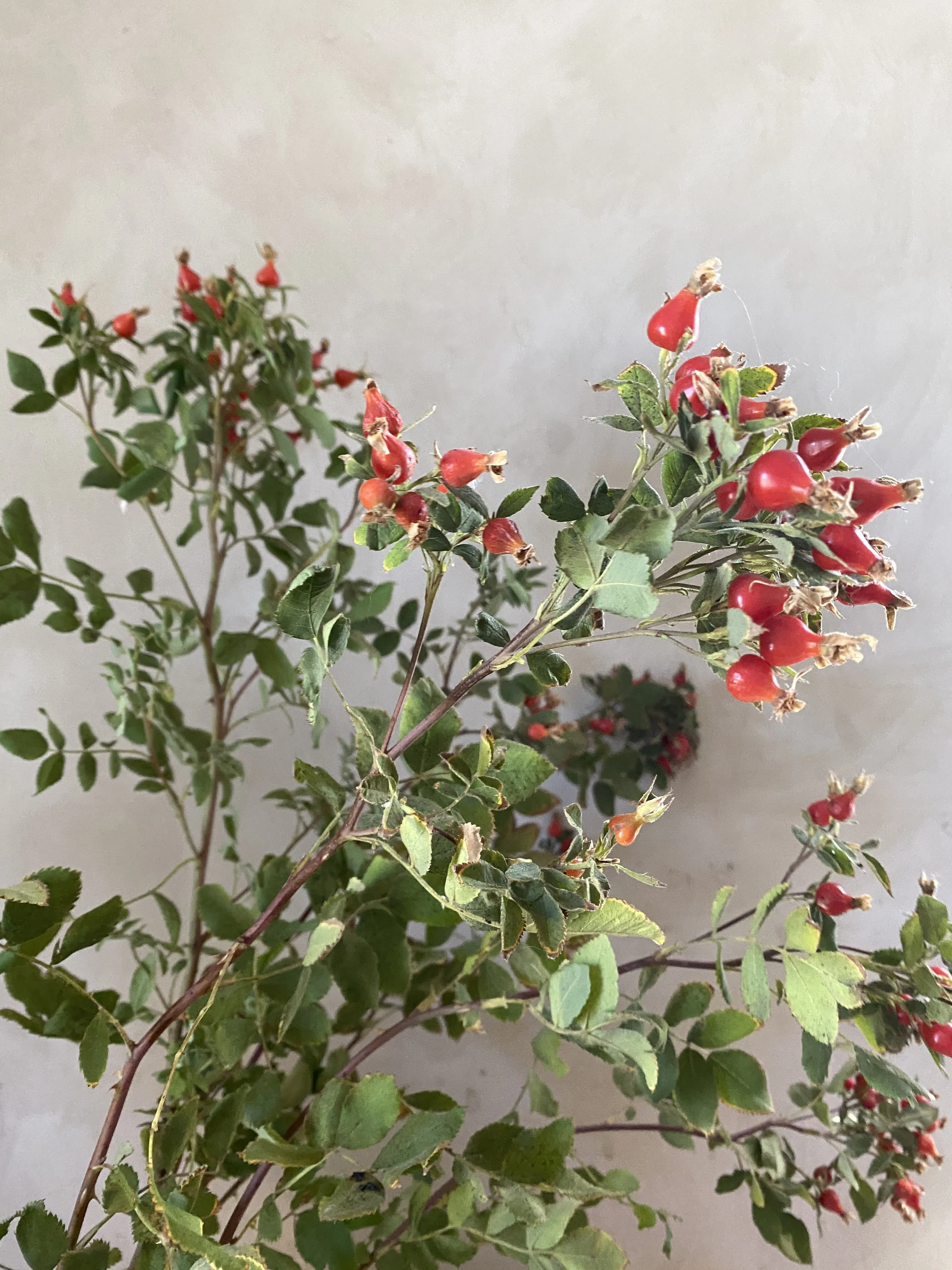 Rose Hips