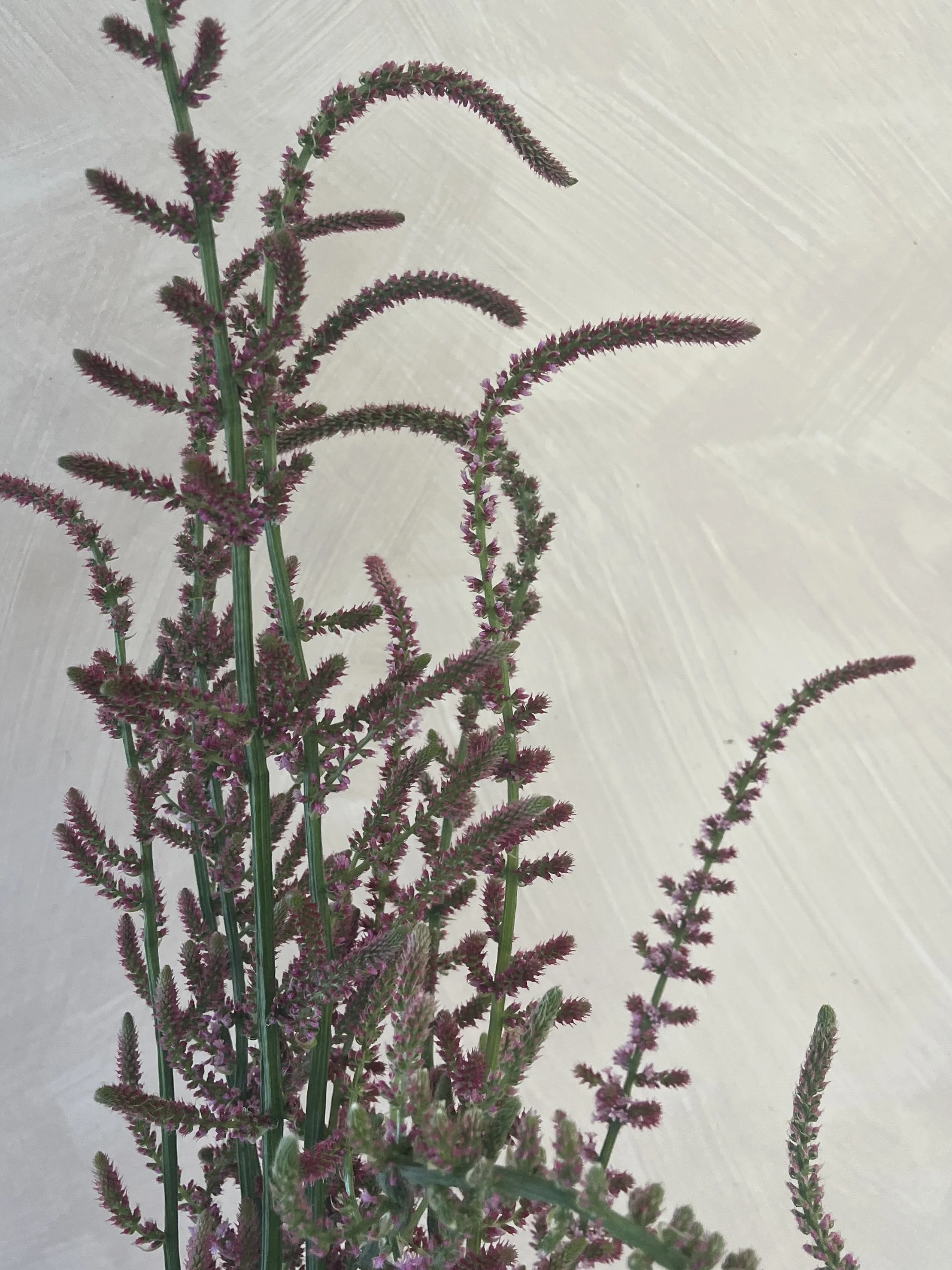 LIMONIUM suworowii