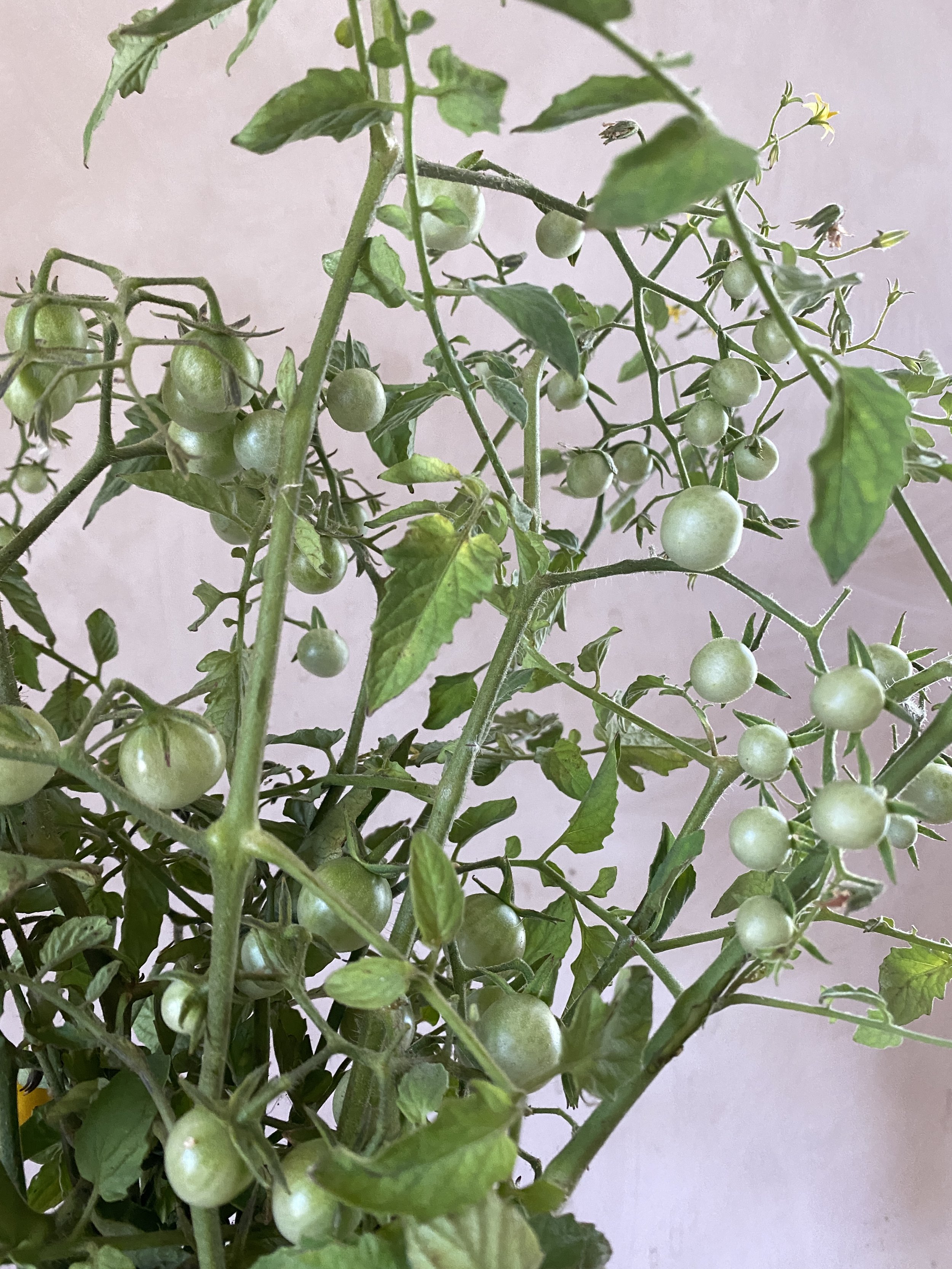 Tomato 'Sungold' - green fruits
