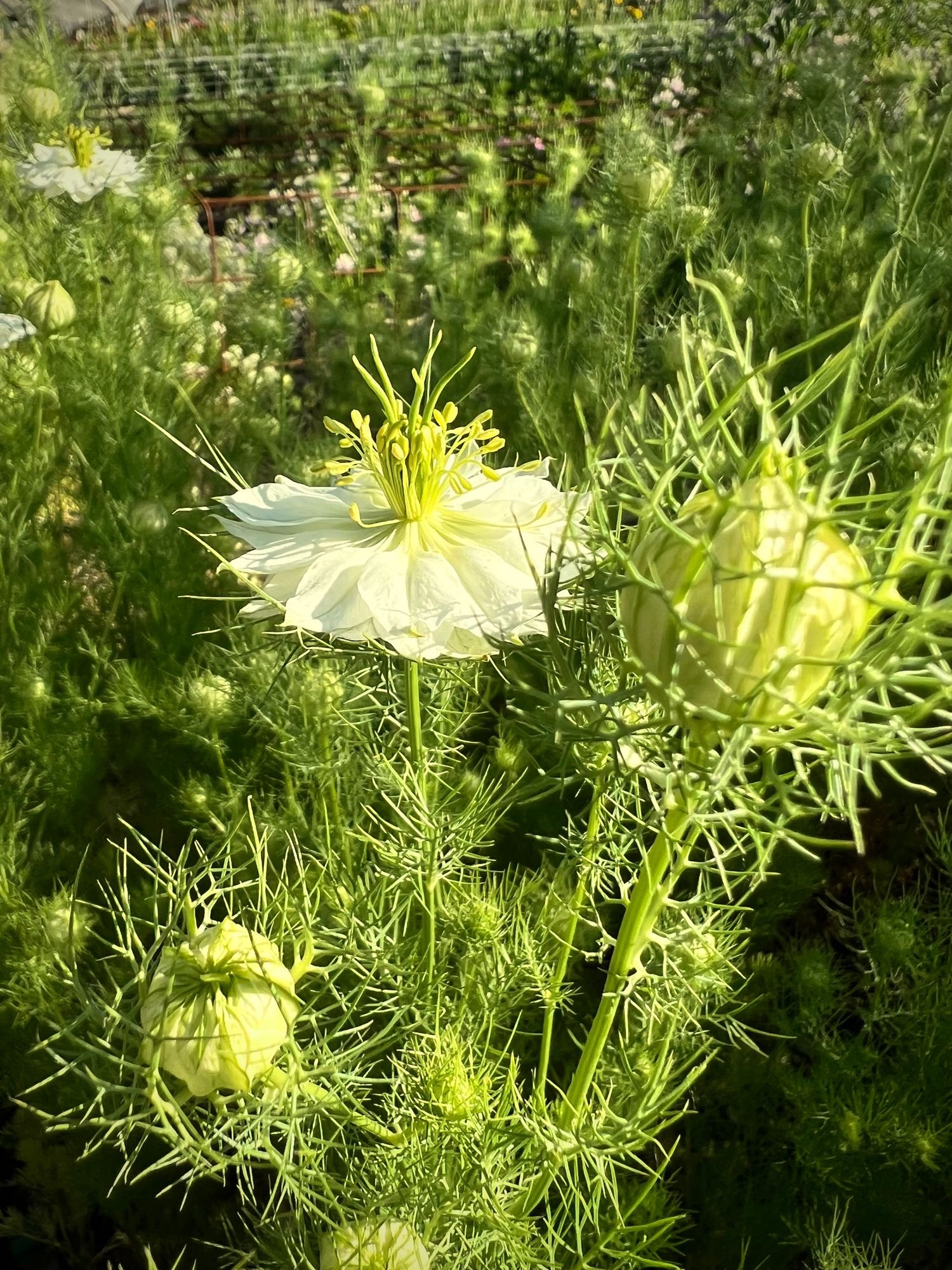 NIGELLA damascena Albion Marbles