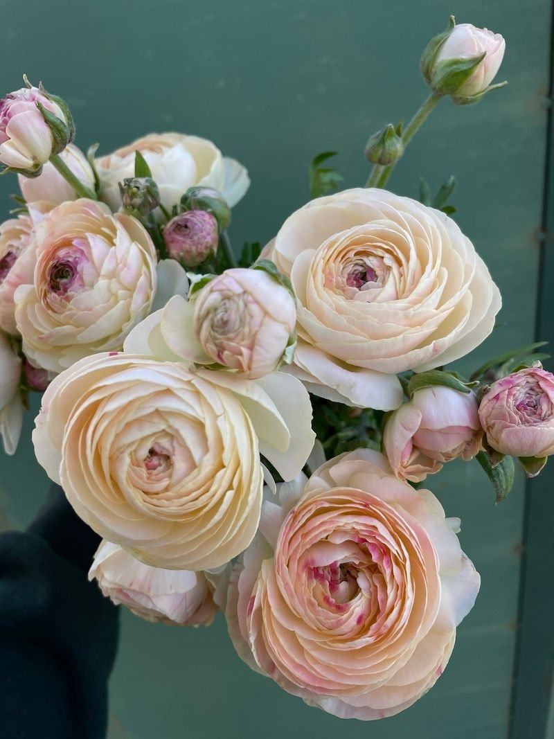 Romance Ranunculus 'Hydra'