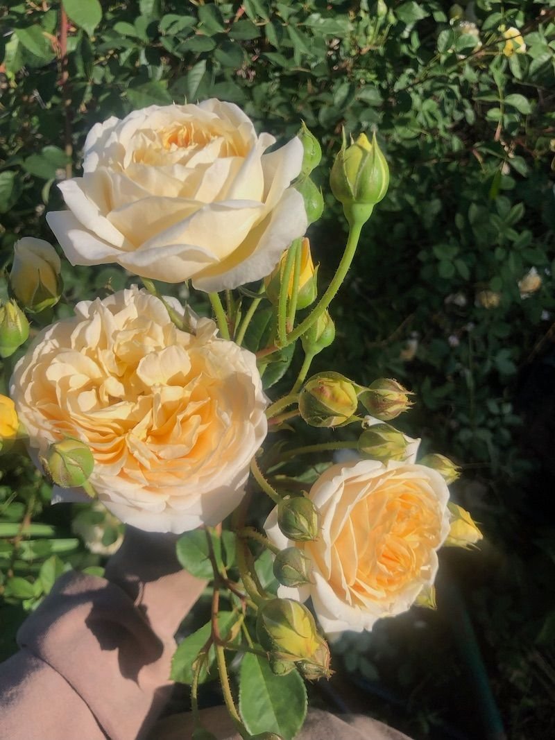 Rose 'Teasing Georgia' $32 bu