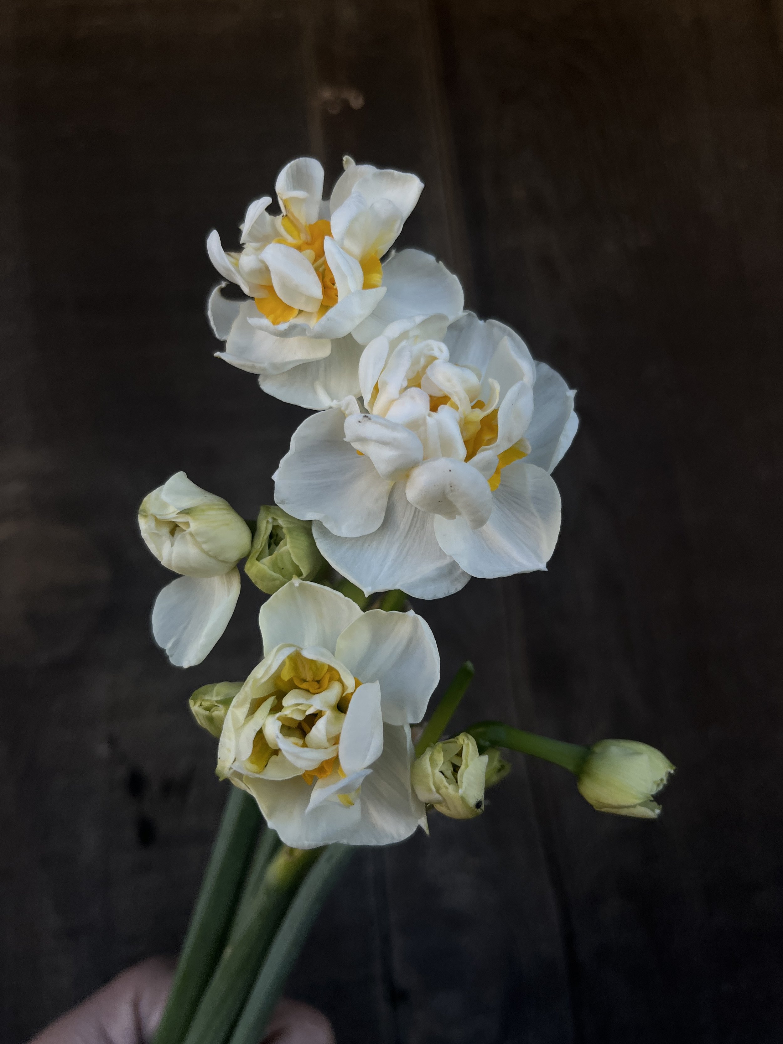 NARCISSUS Bridal Crown
