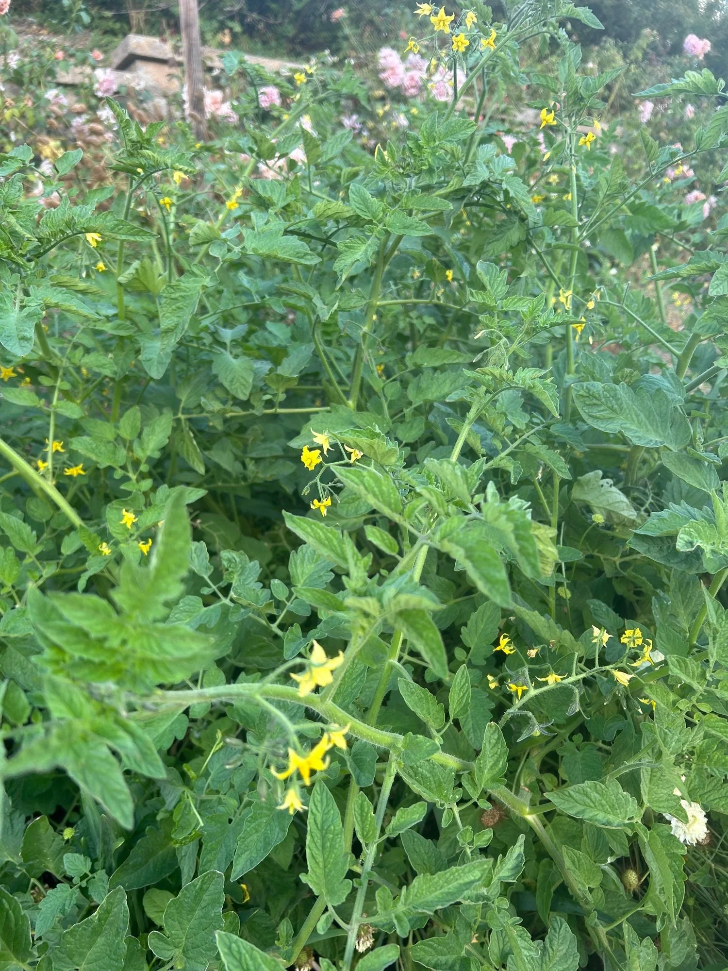 SOLANUM lycopersicum Blue Cream Berries