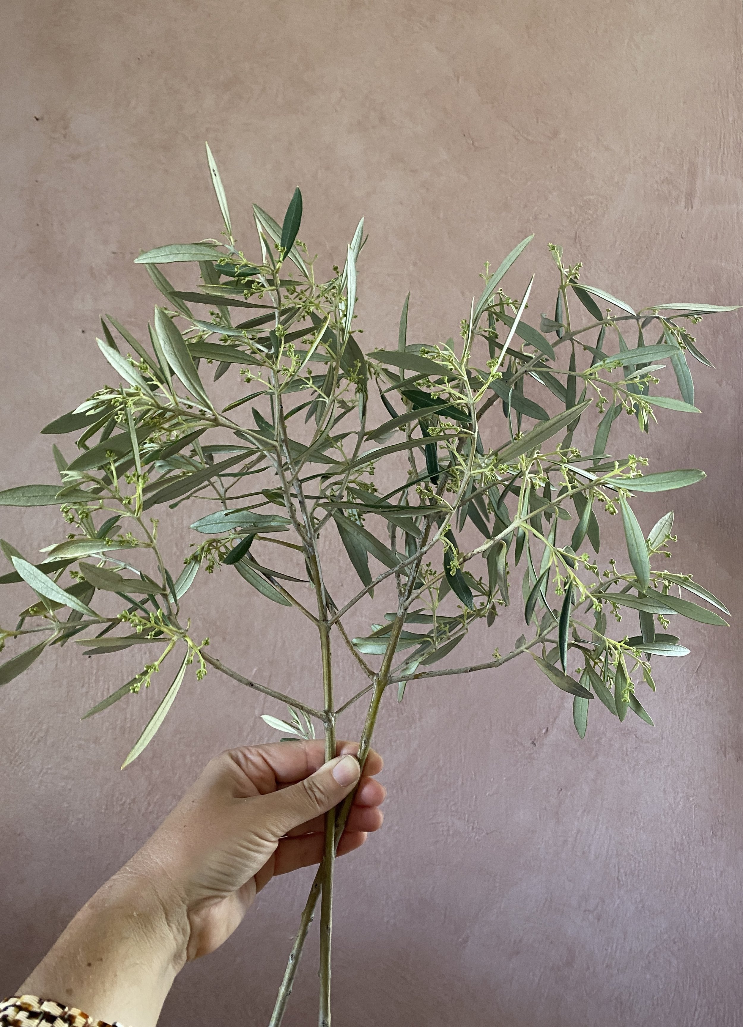 Olive branches $12 bu