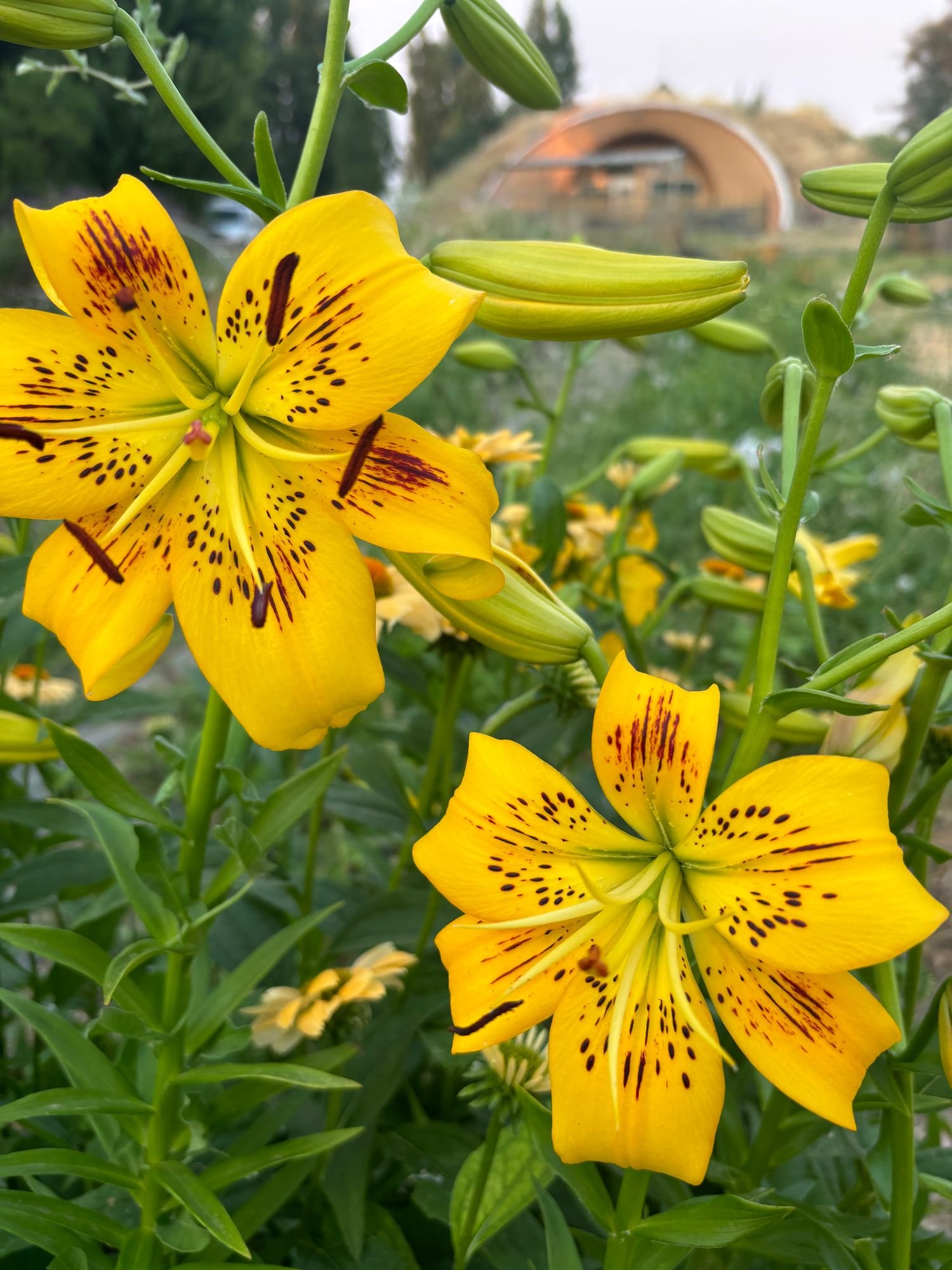 LILIUM lancifolium