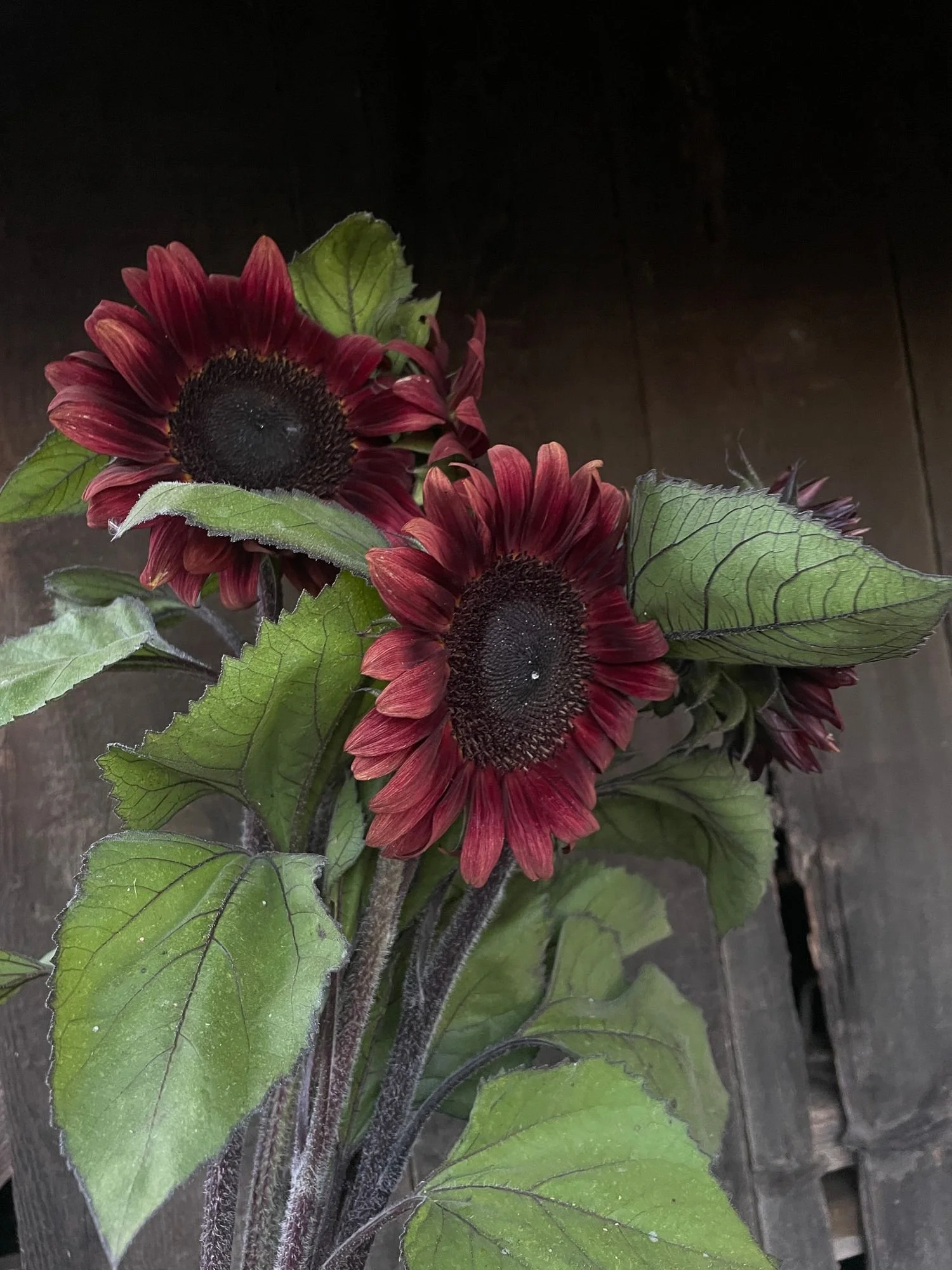 HELIANTHUS annuus ProCut Red