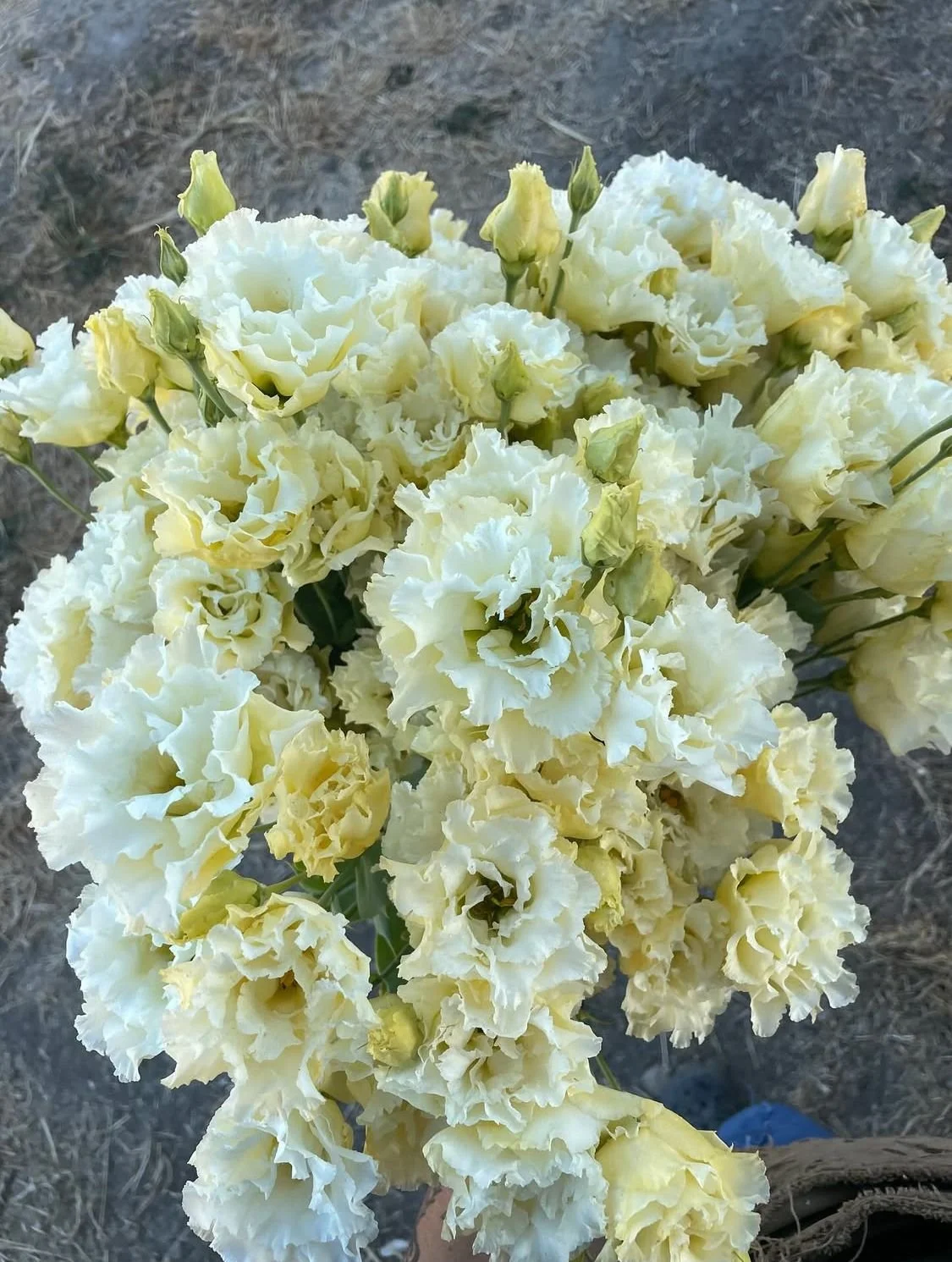 EUSTOMA grandiflorum Celeb Gold