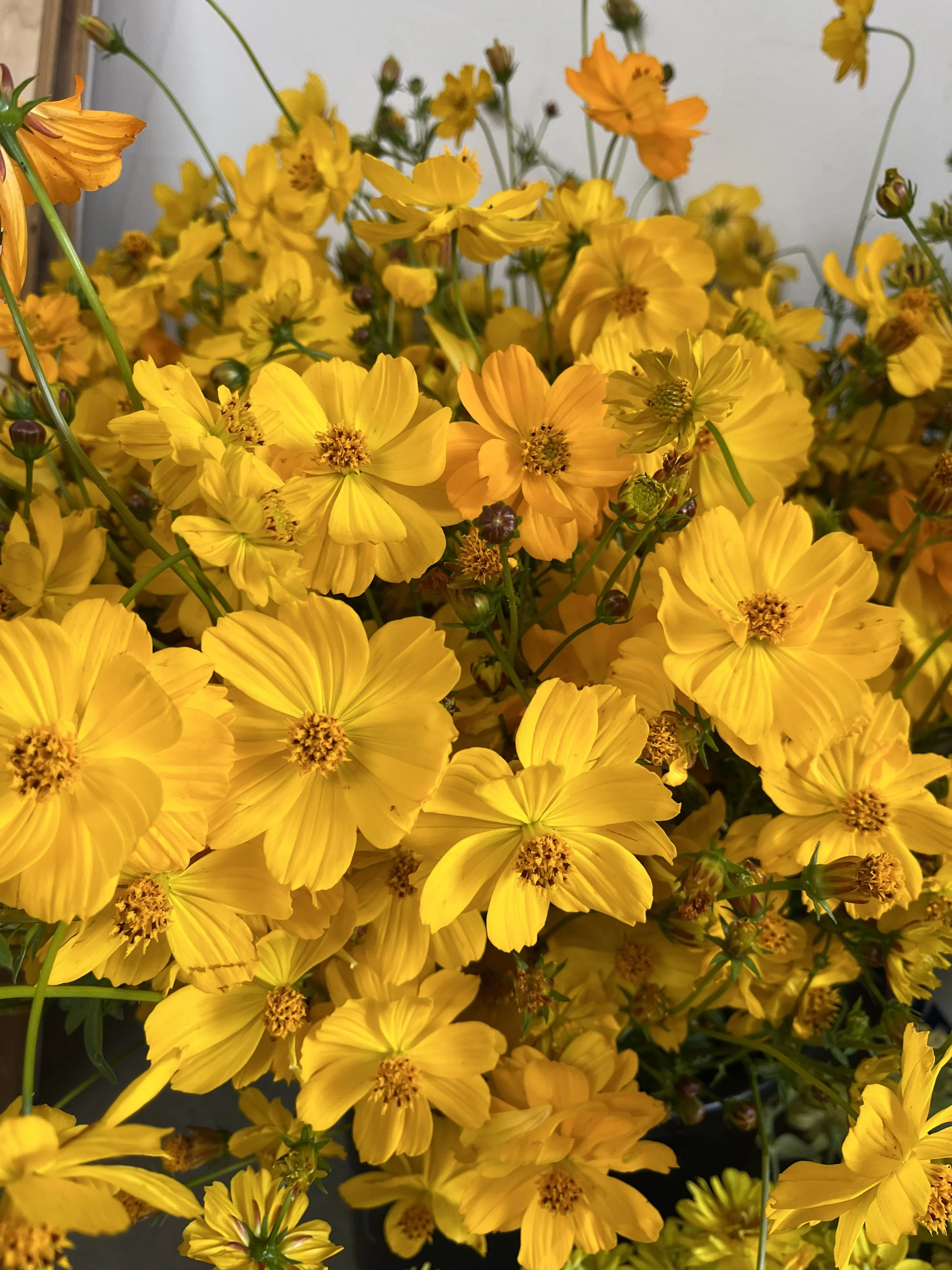 COSMOS sulphureus Crest Lemon