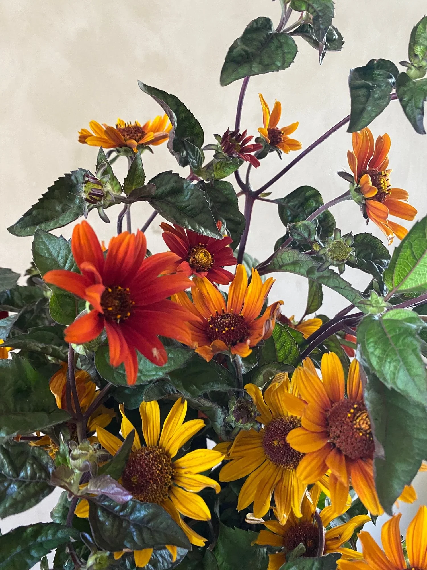 HELIOPSIS helianthoides var. scabra Bleeding Hearts