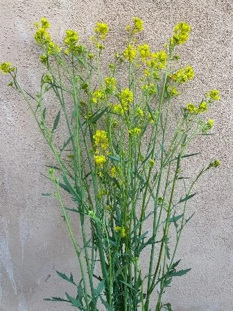 BRASSICA rapa var. nipposinica