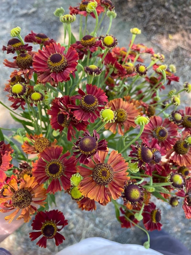 Helenium 'Mariachi Siesta'