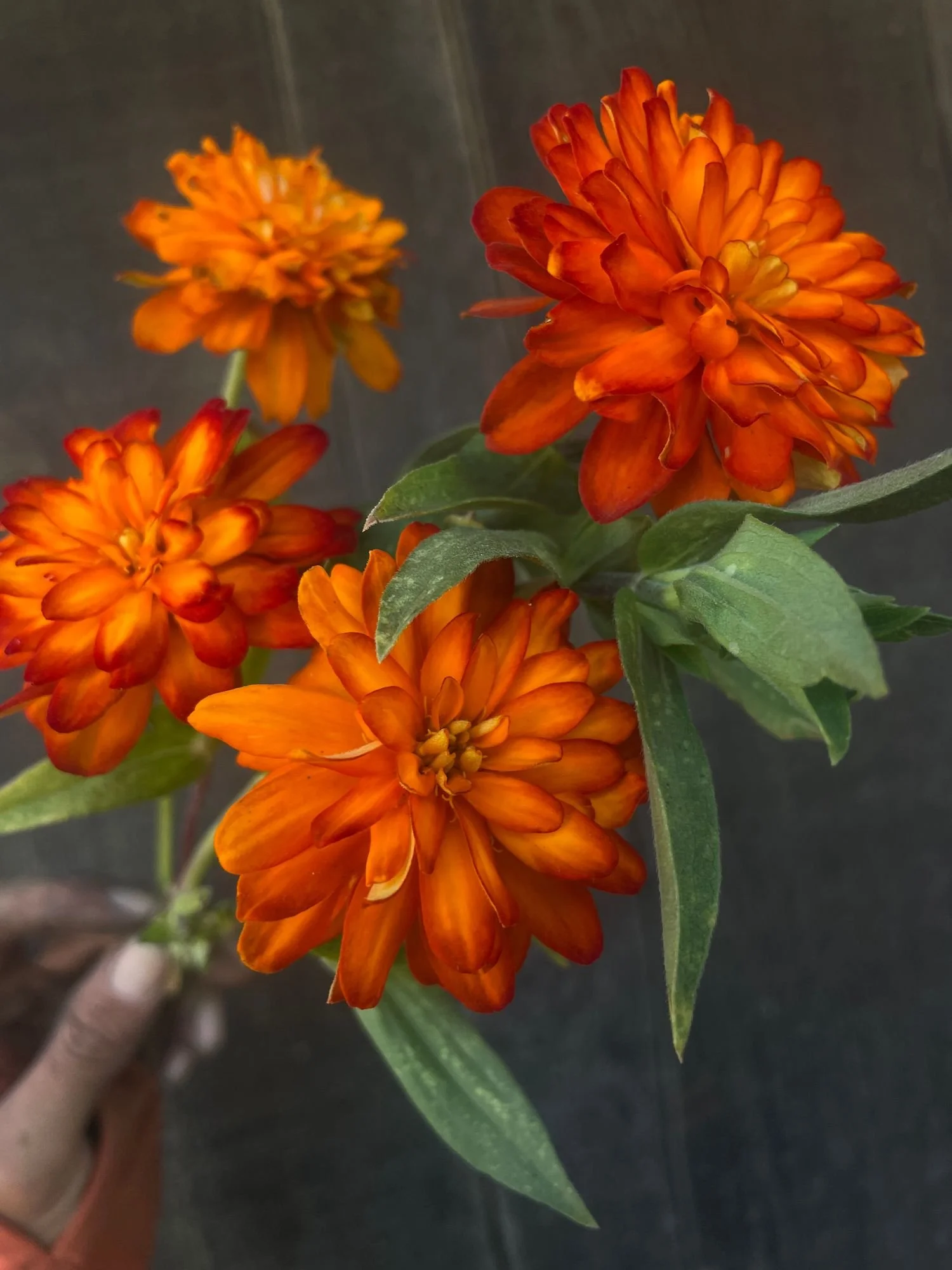 ZINNIA marylandica Double Zahara Fire