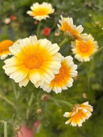 CHRYSANTHEMUM coronarium Primrose Gem