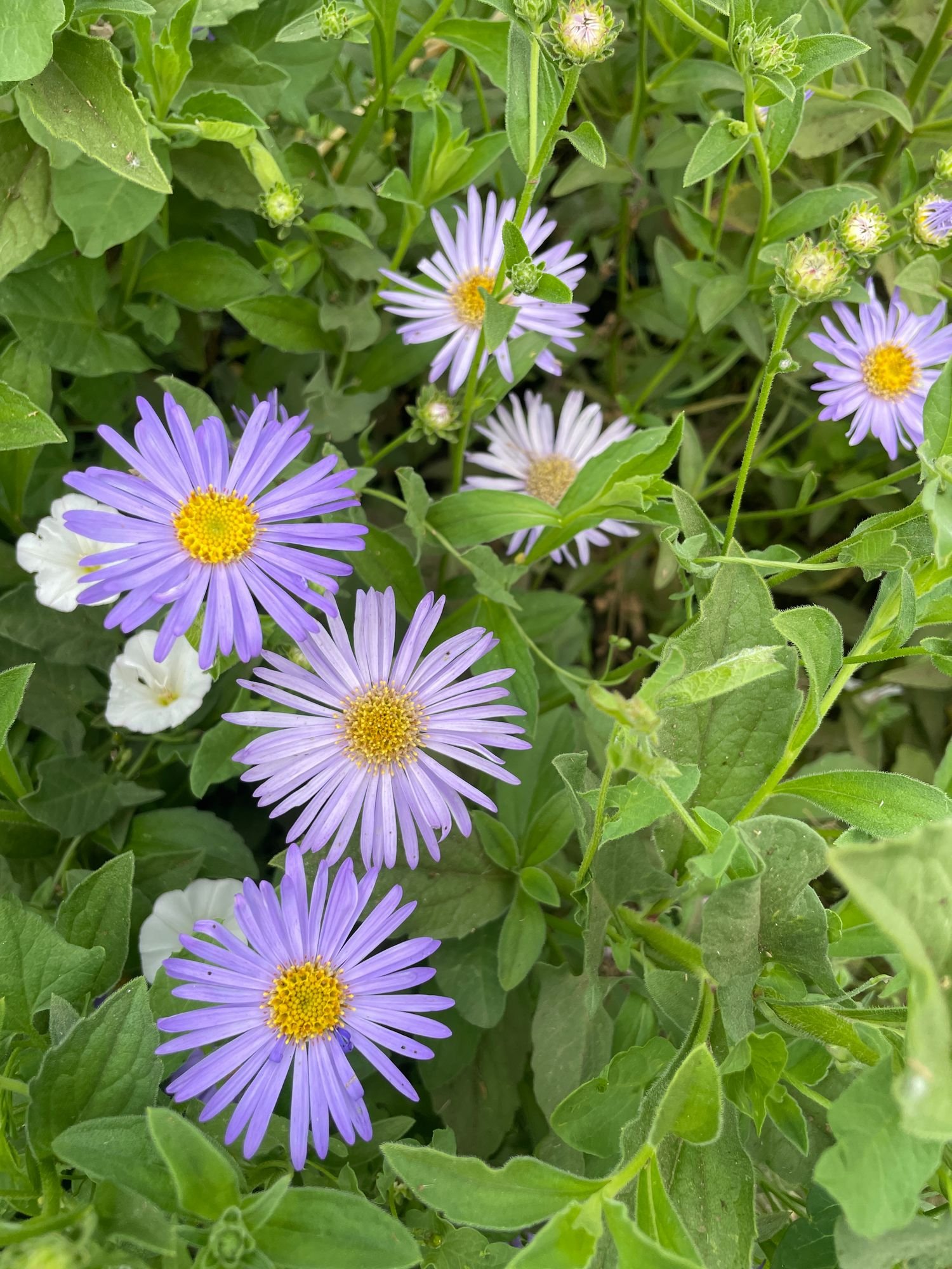Aster 'frikartii monch'