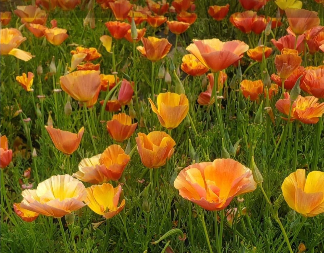 California Poppy 'Champagne Thai Silk'