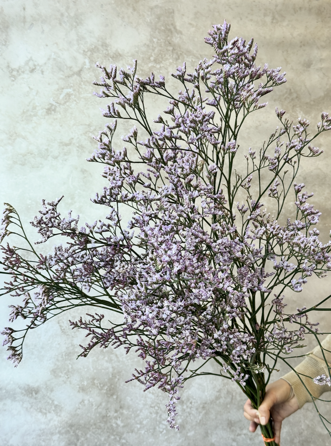LIMONIUM x altaica Safora Lilac