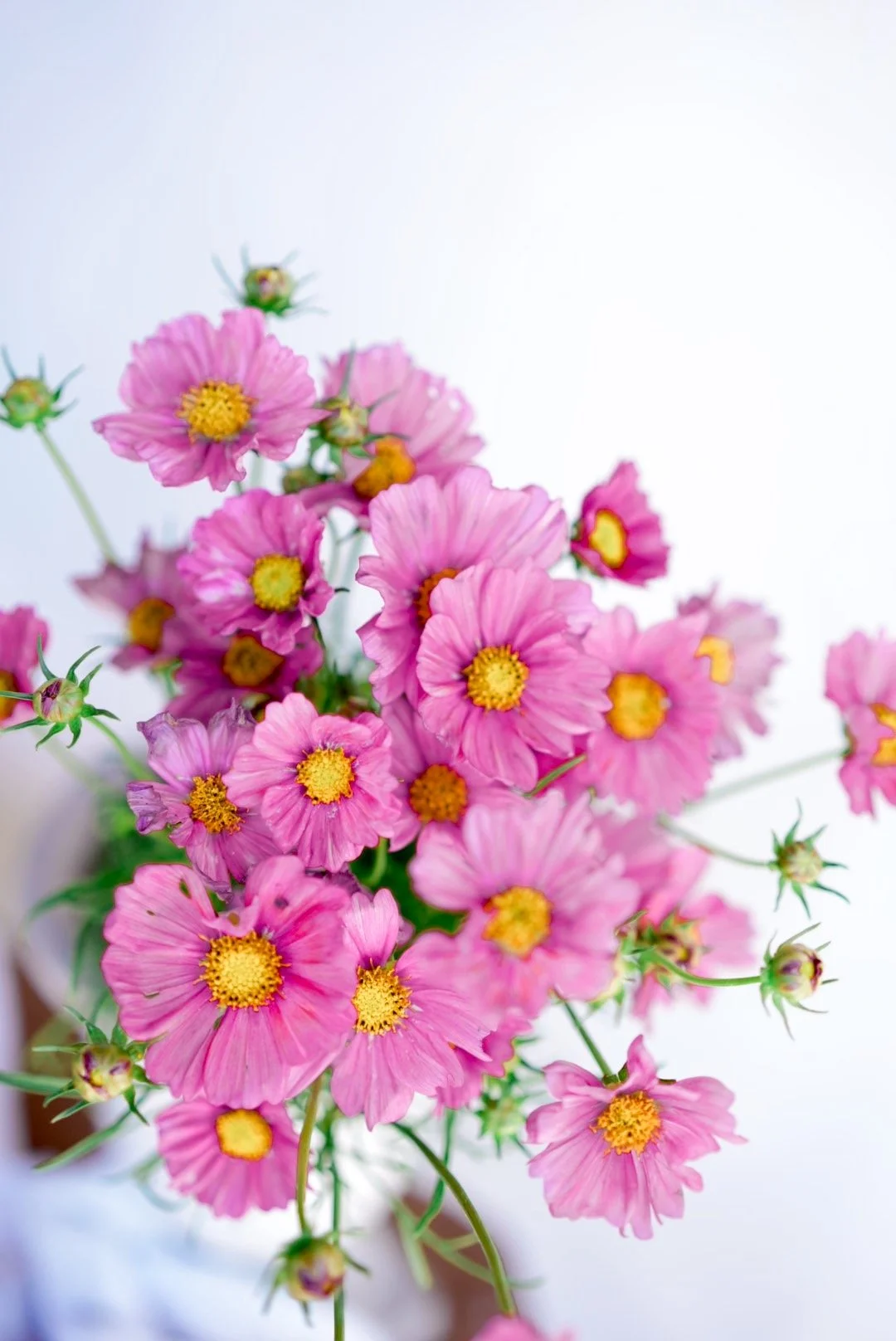 COSMOS bipinnatus Xensia