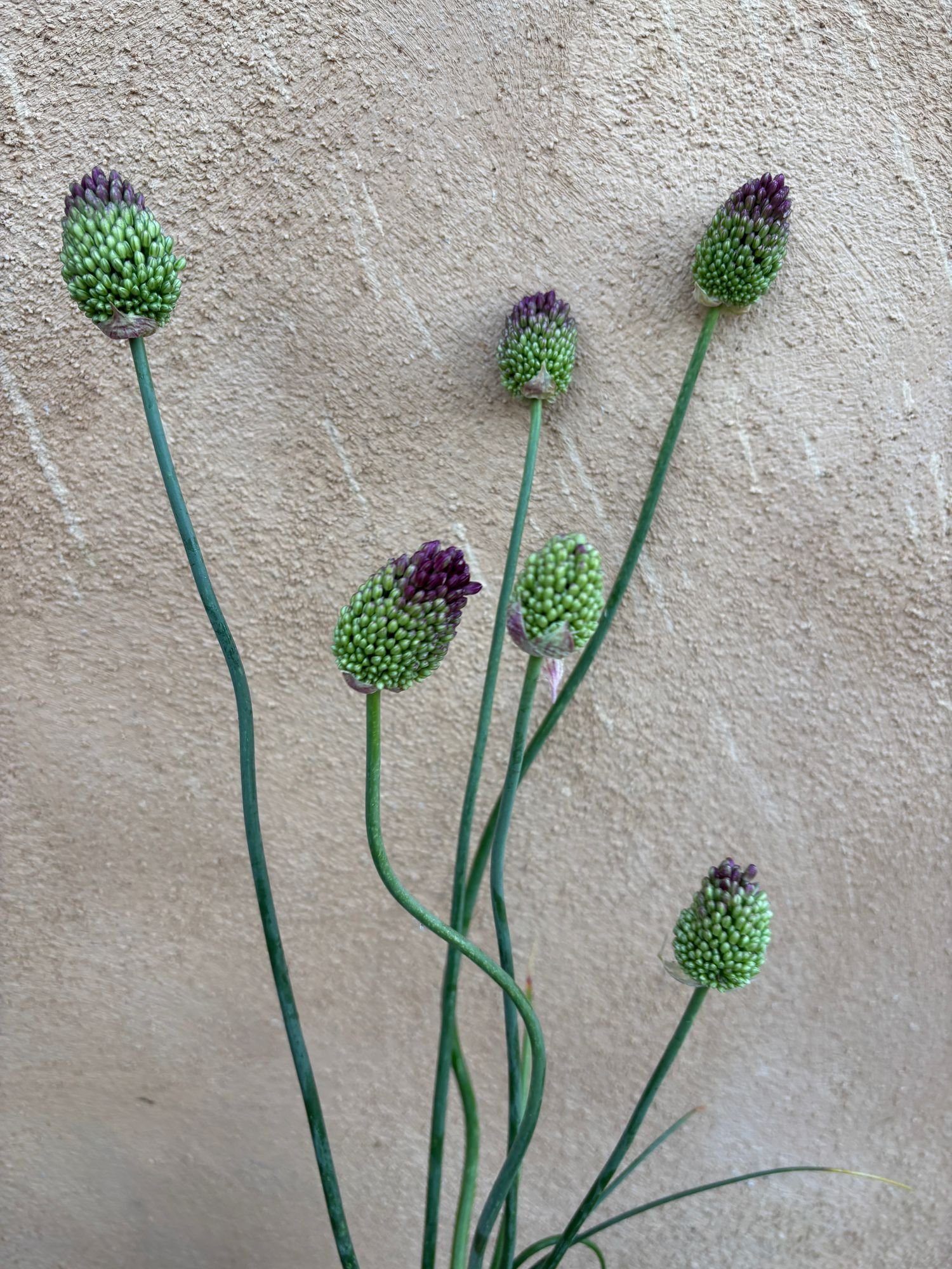 ALLIUM sphaerocephalon (with bendy stems)