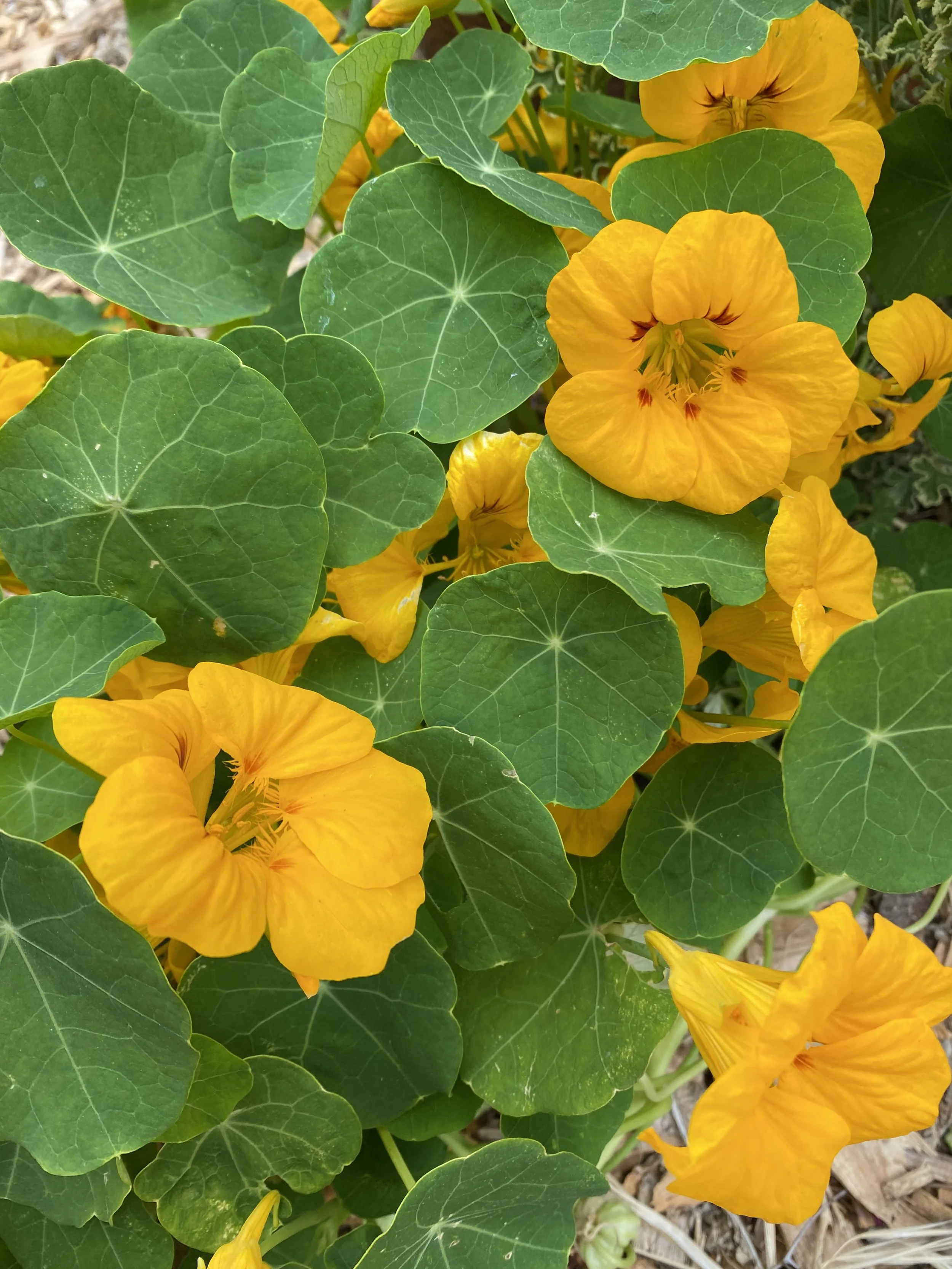 Nasturtium