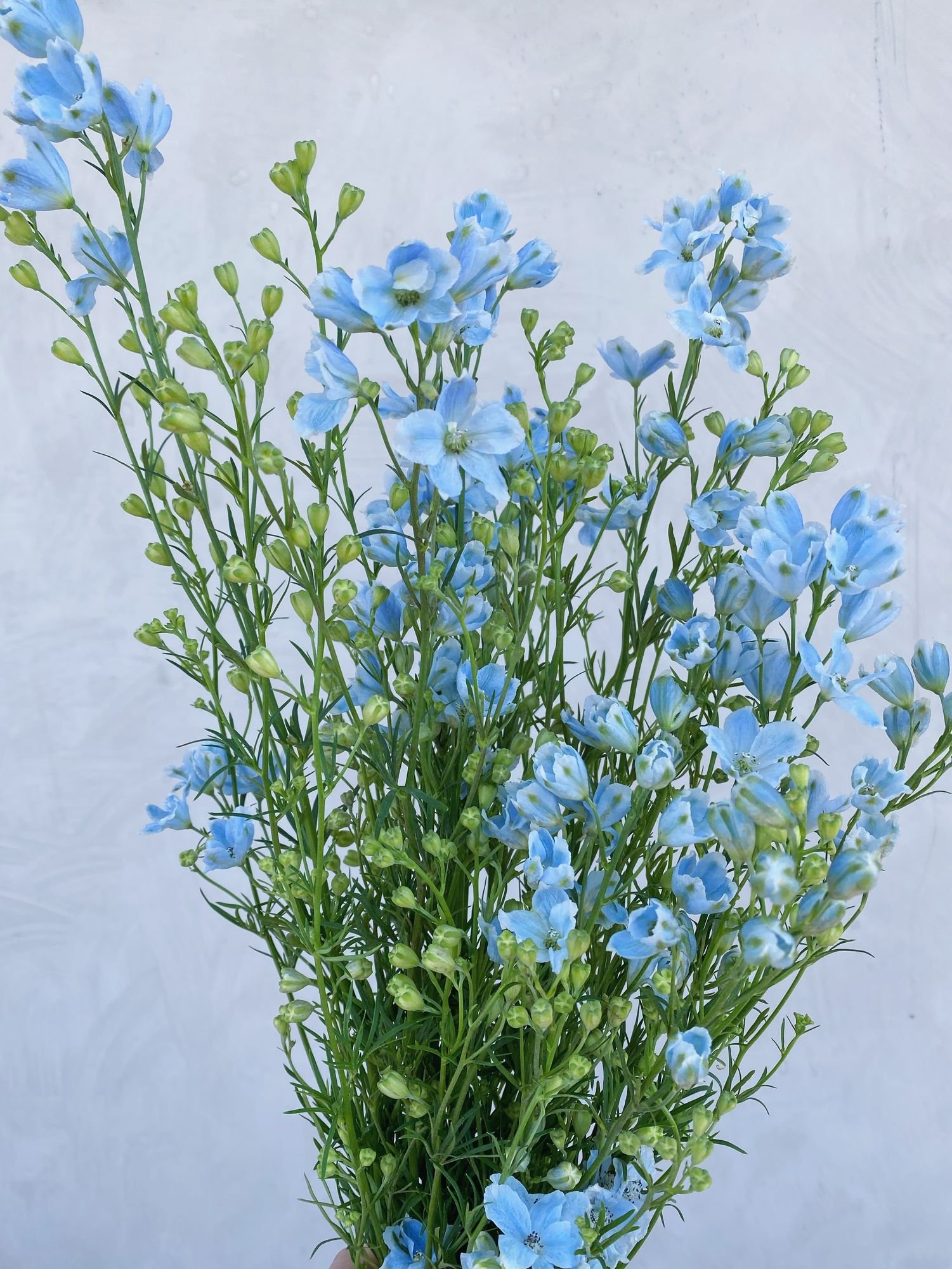 Delphinium 'Totty Tall Sky'