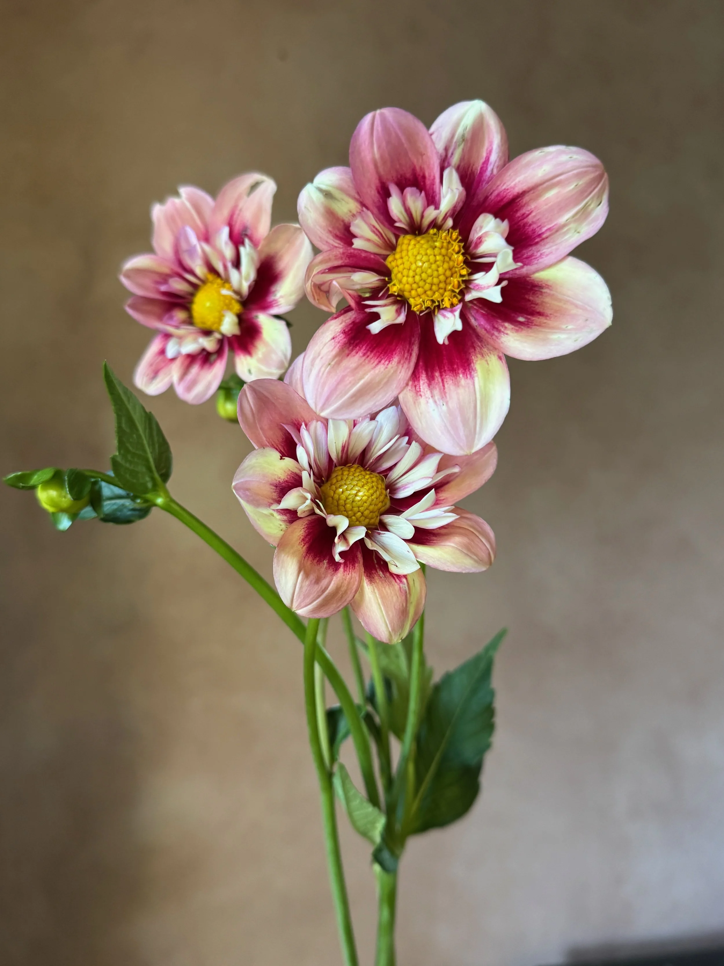 DAHLIA Rhubarb and Custard (Advanced Order Only)