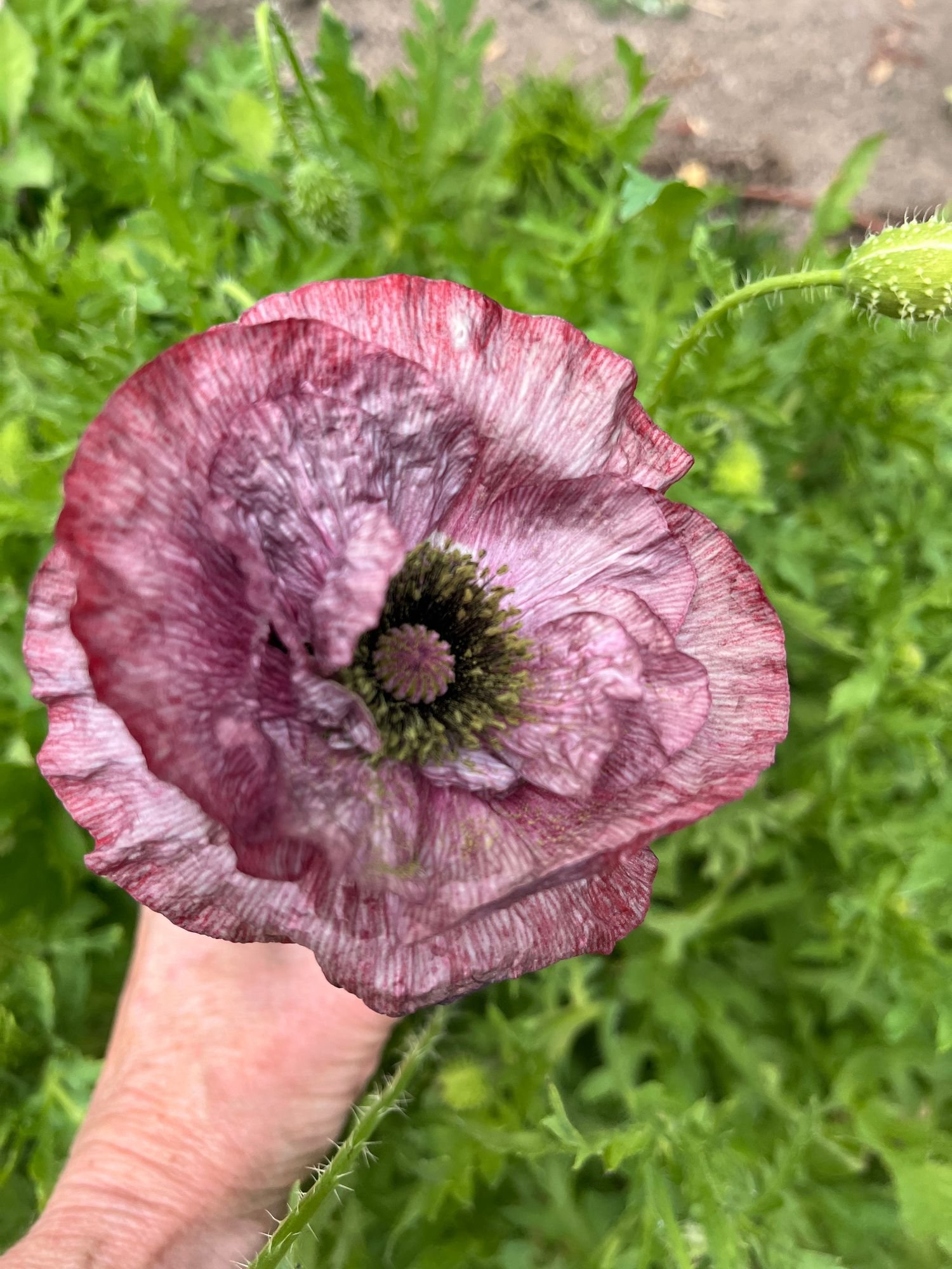 PAPAVER rhoeas Mother of Pearl