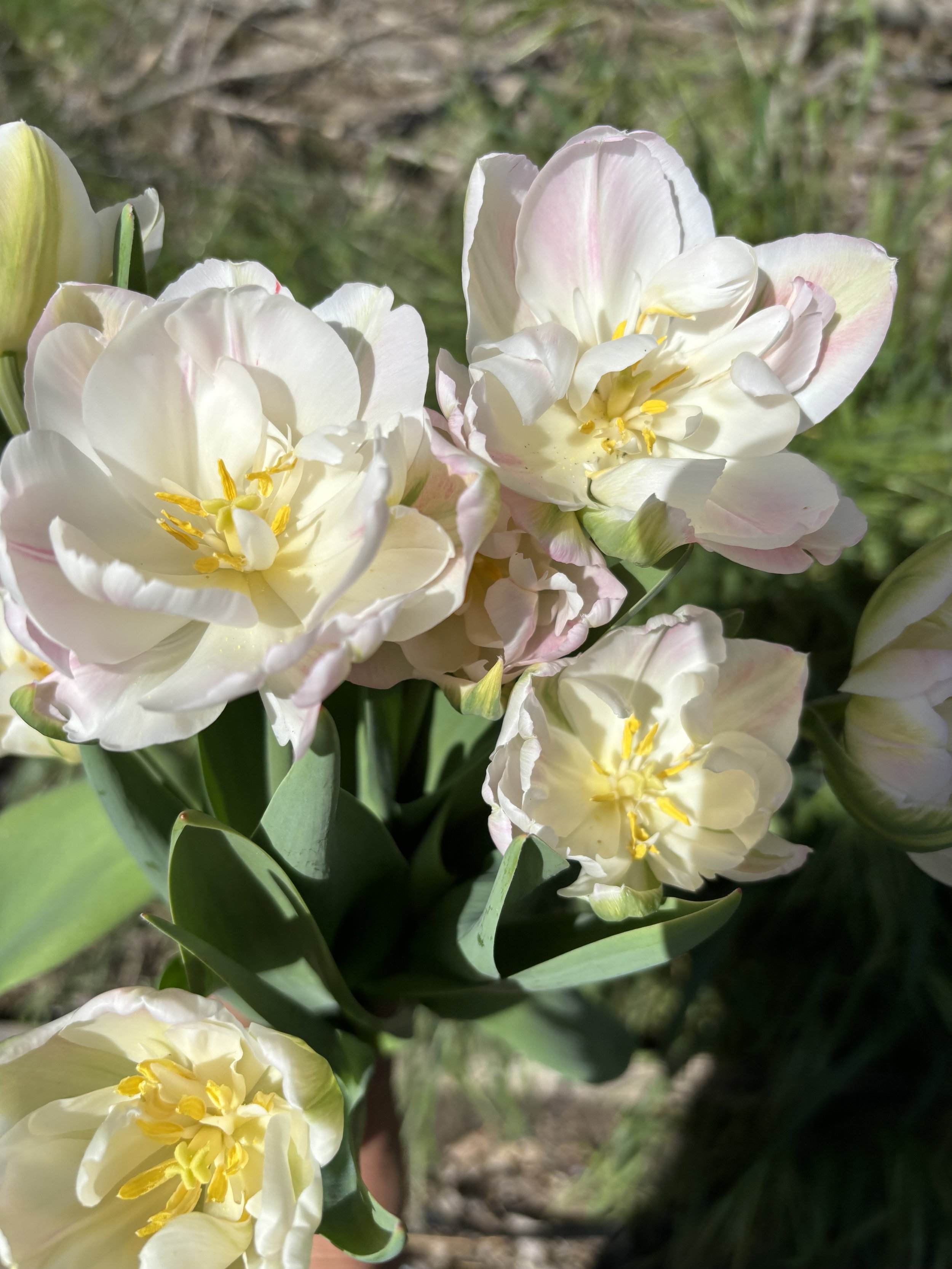 Tulip 'Finola'