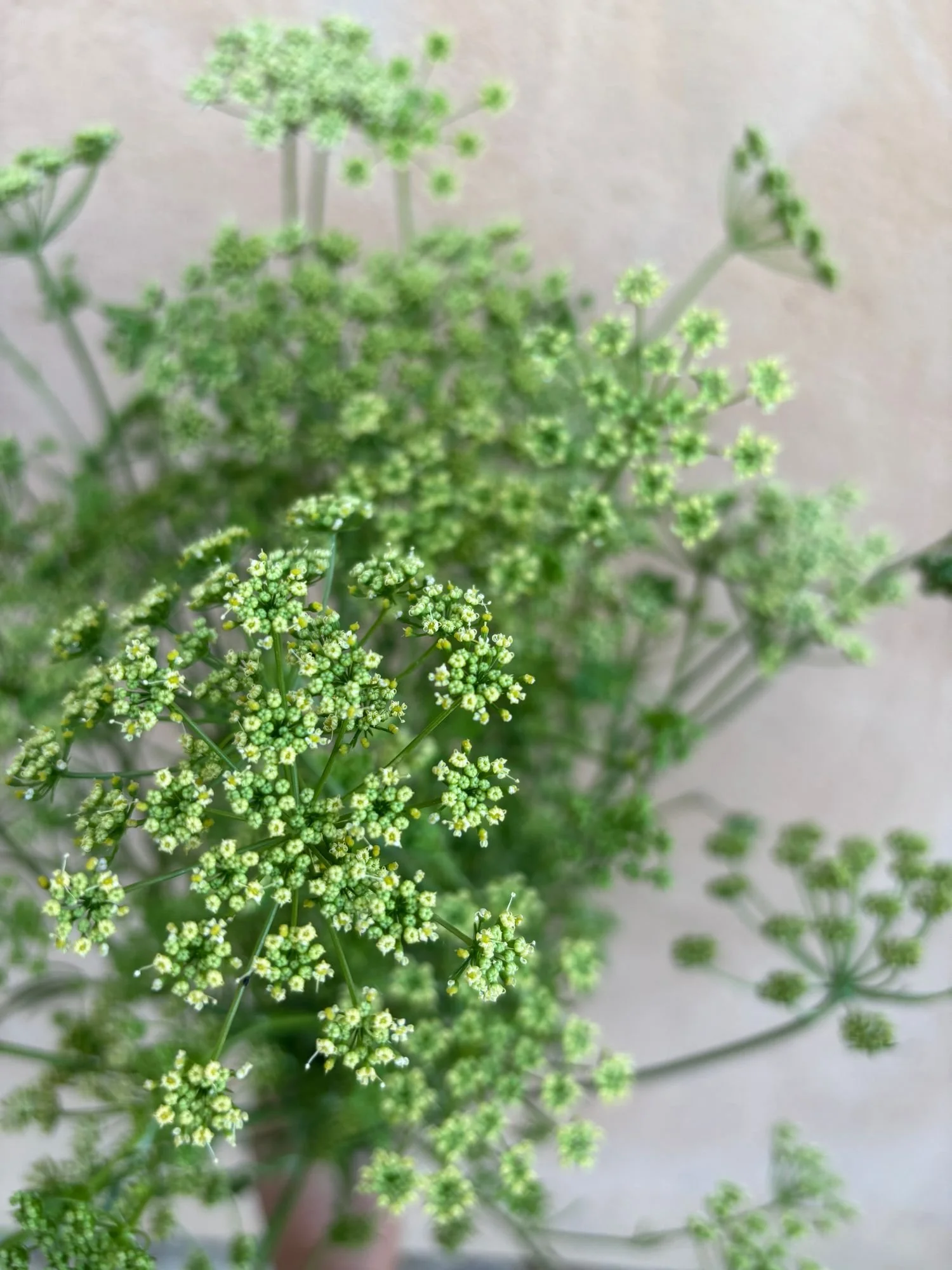 PETROSELINUM crispum