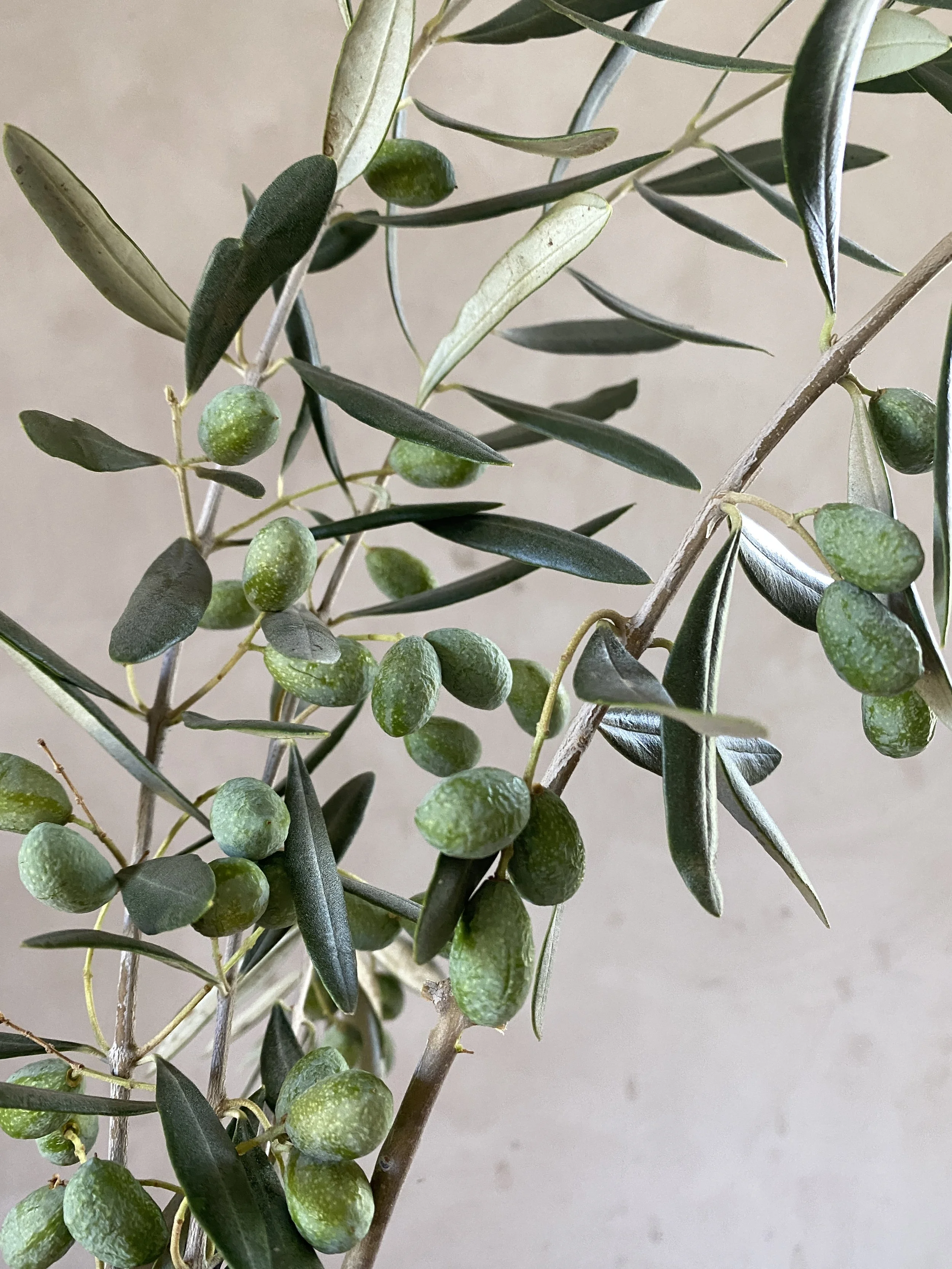 Olive w/ Fruit