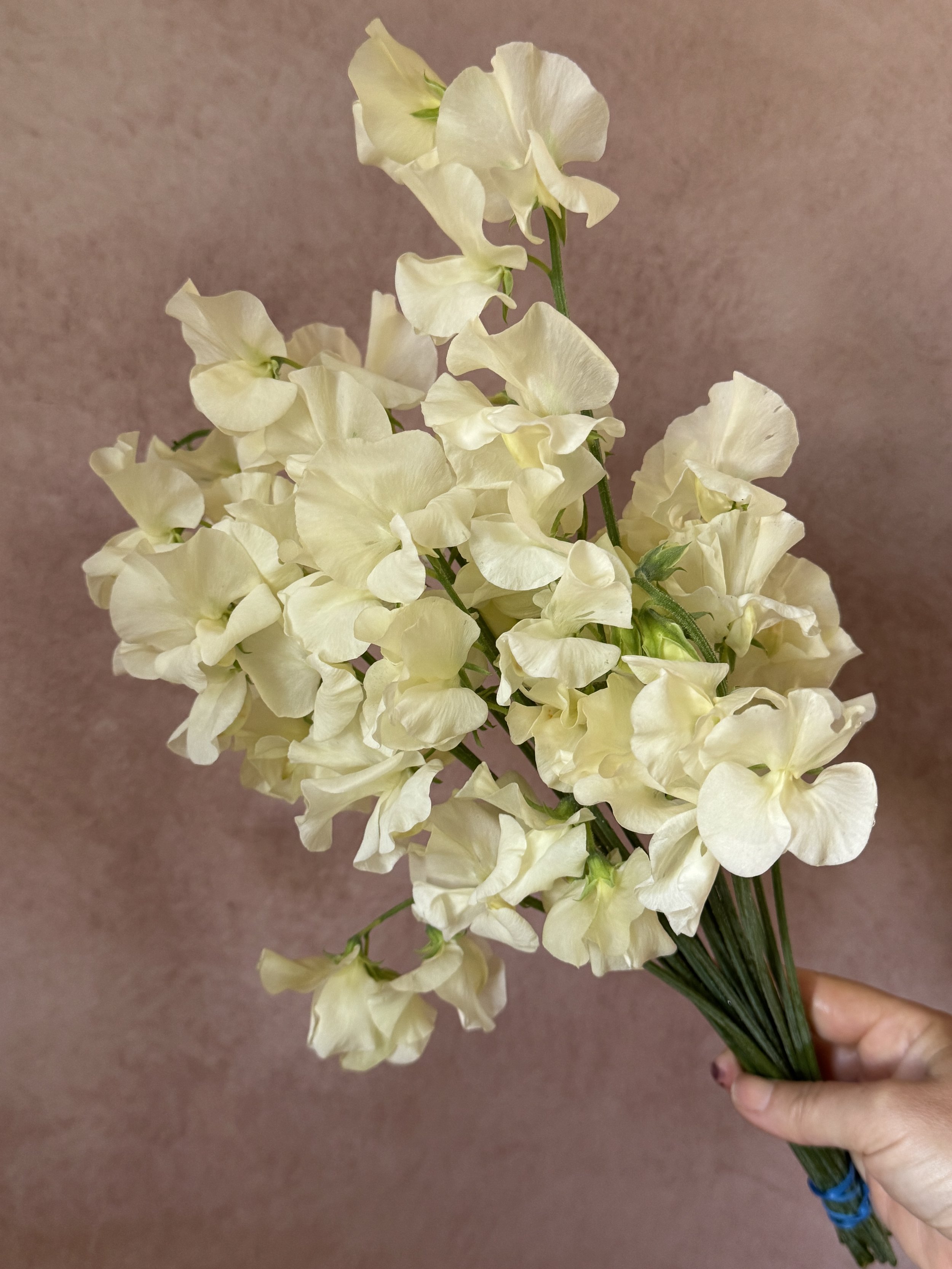 LATHYRUS odoratus Stella