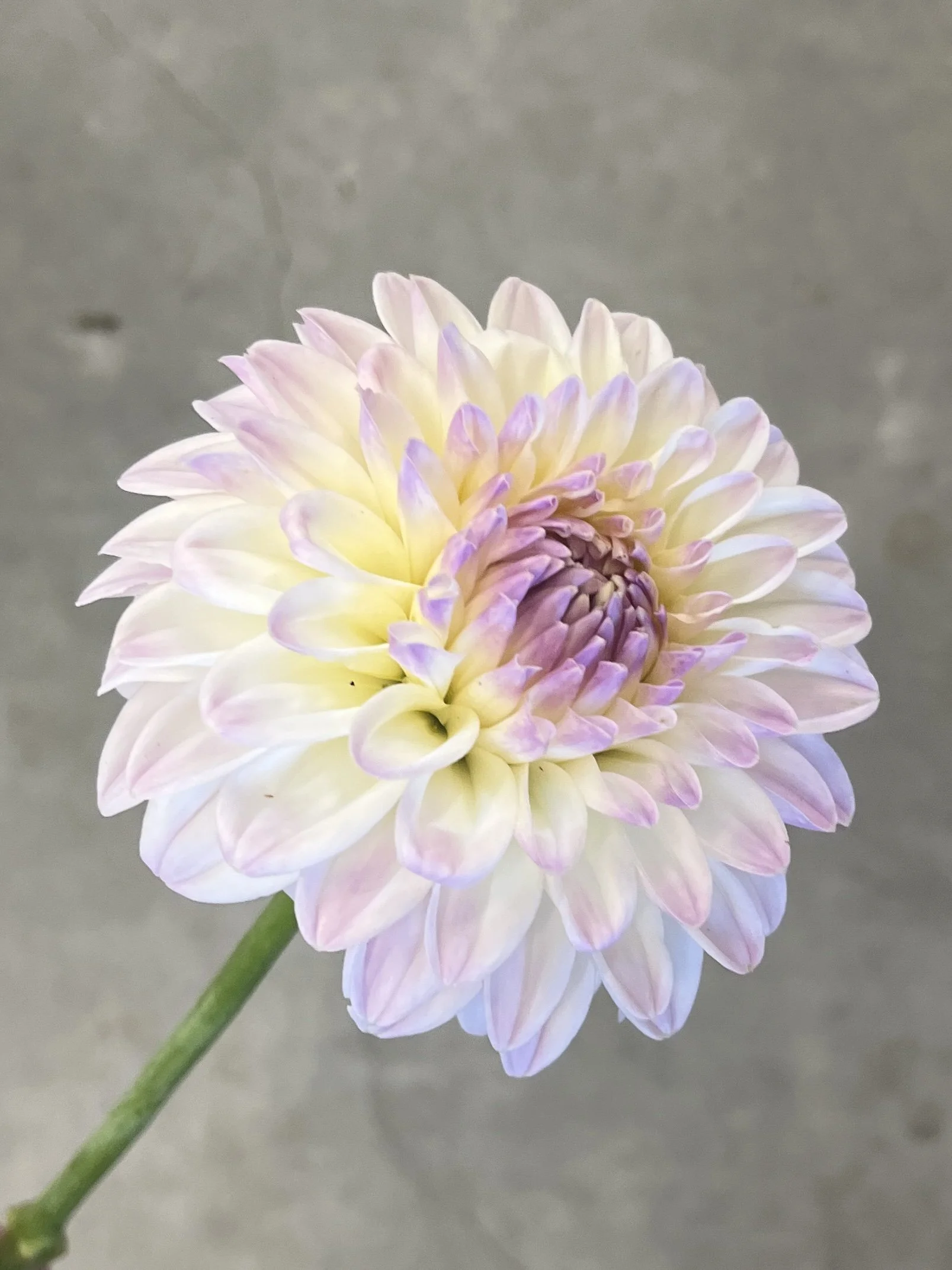DAHLIA Narrows Ryder