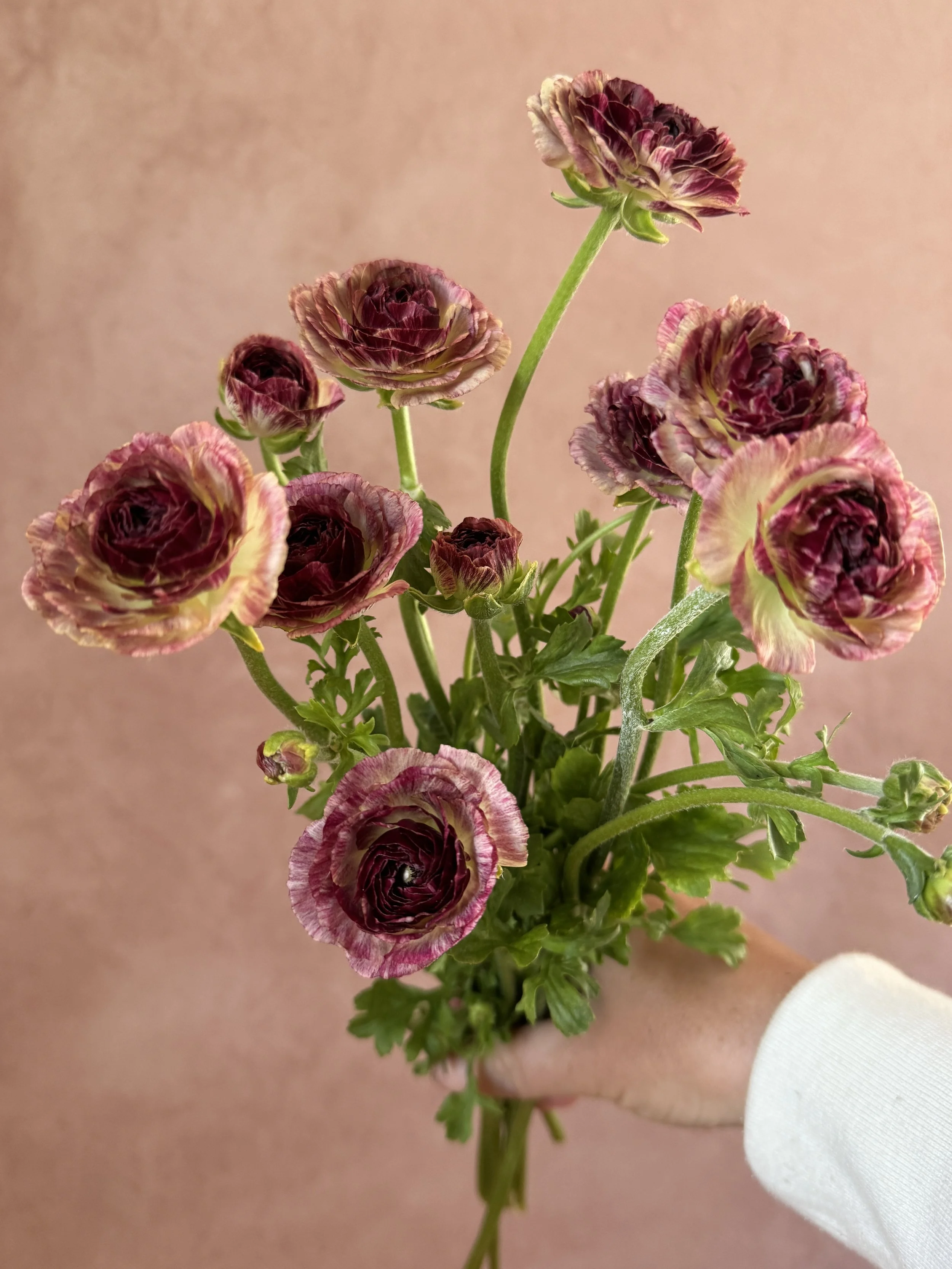 RANUNCULUS Brushmark Cesar (dark)