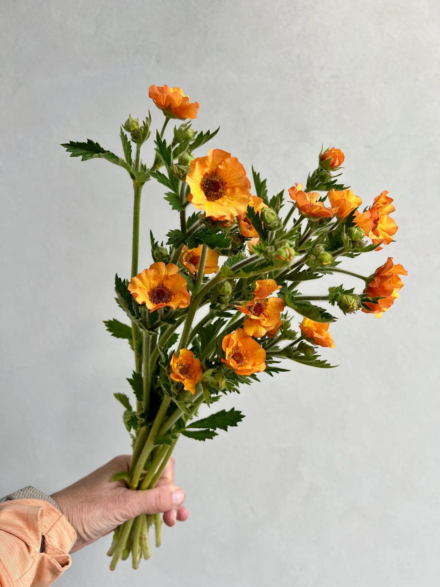 GEUM coccineum Totally Tangerine