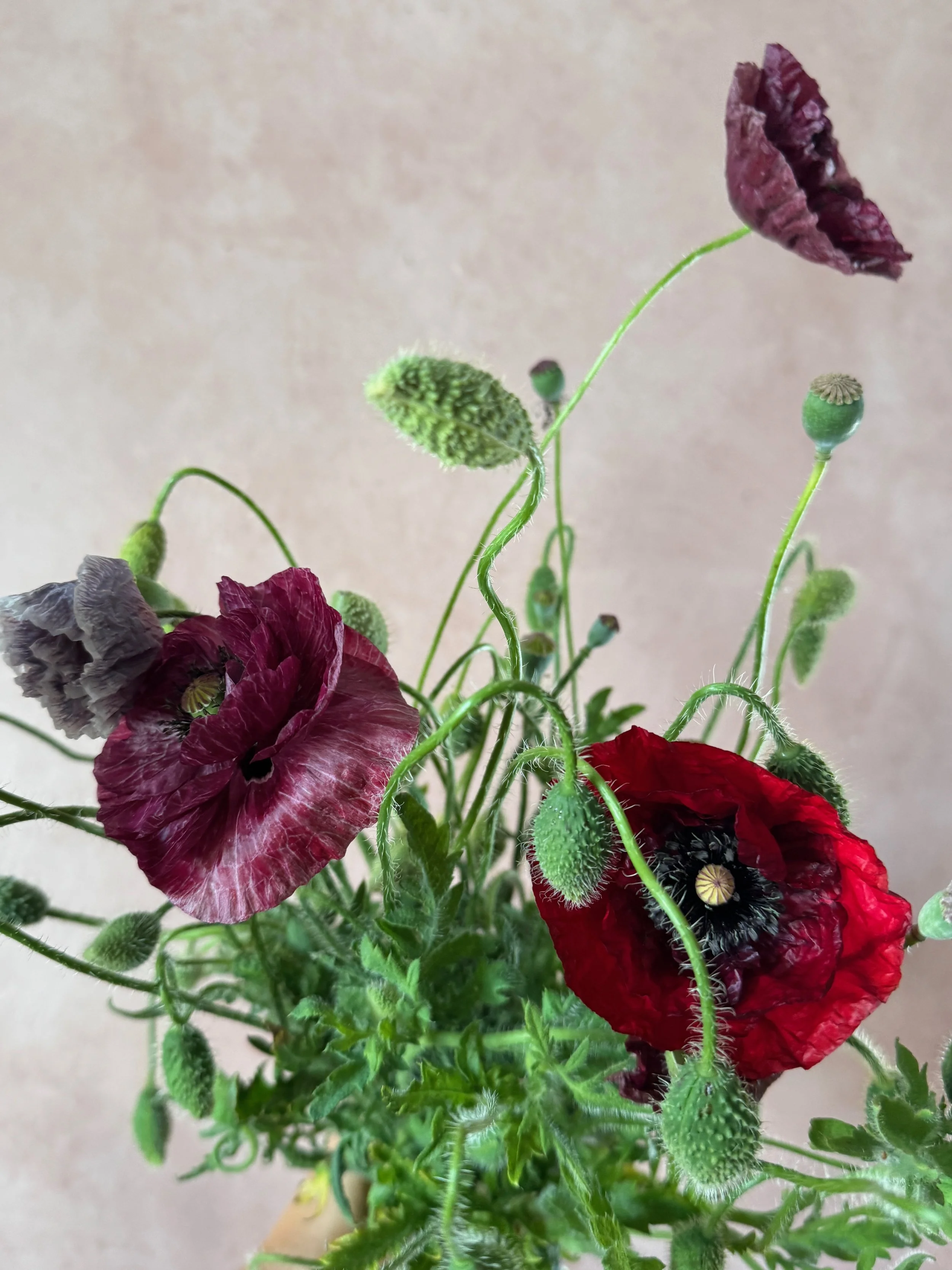 PAPAVER rhoeas Pandora