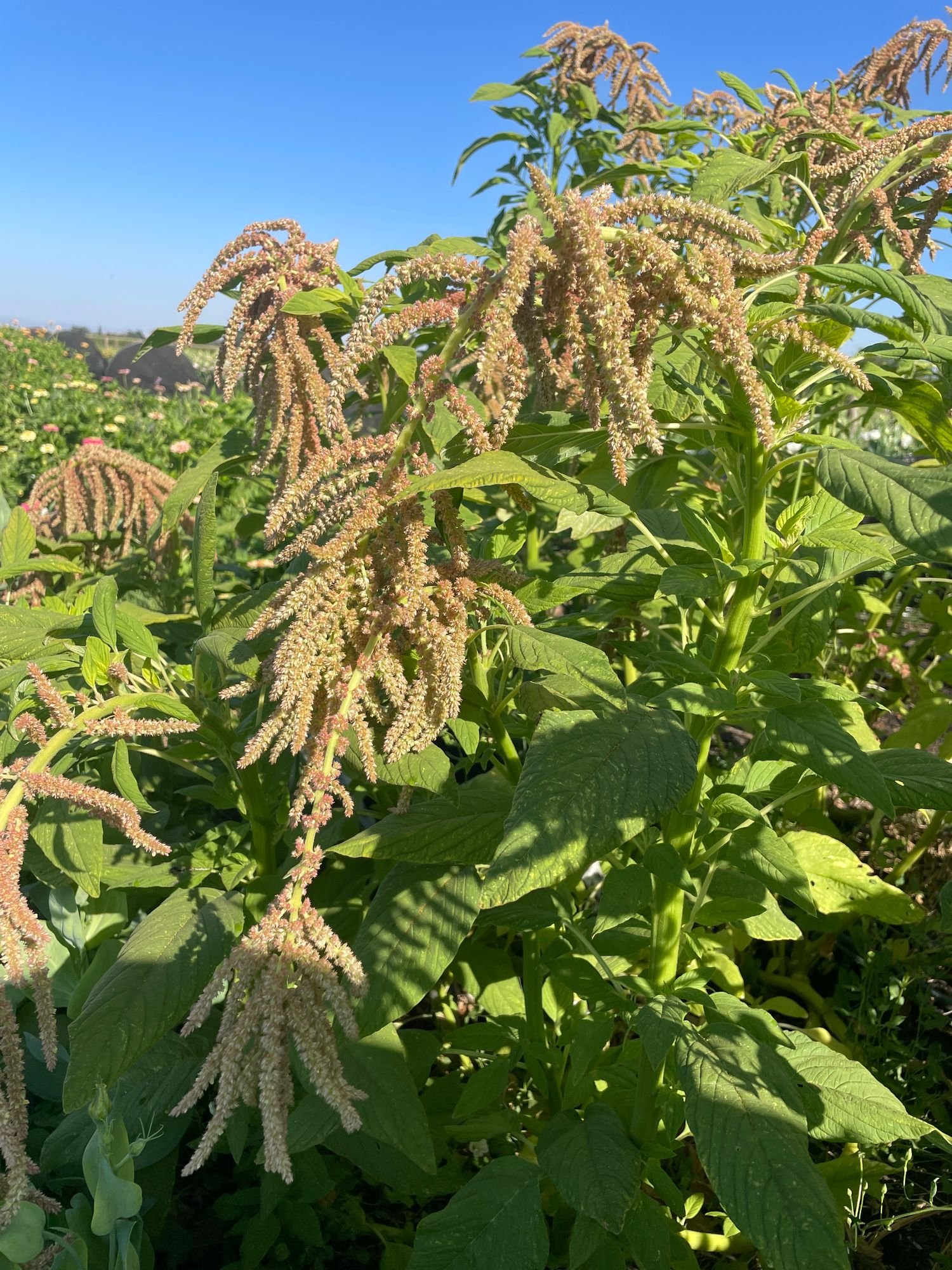 Amaranthus 'Coral Fountains'