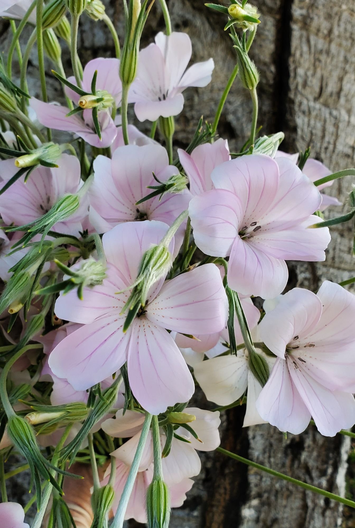 AGROSTEMMA githago Dawn Creek Blush