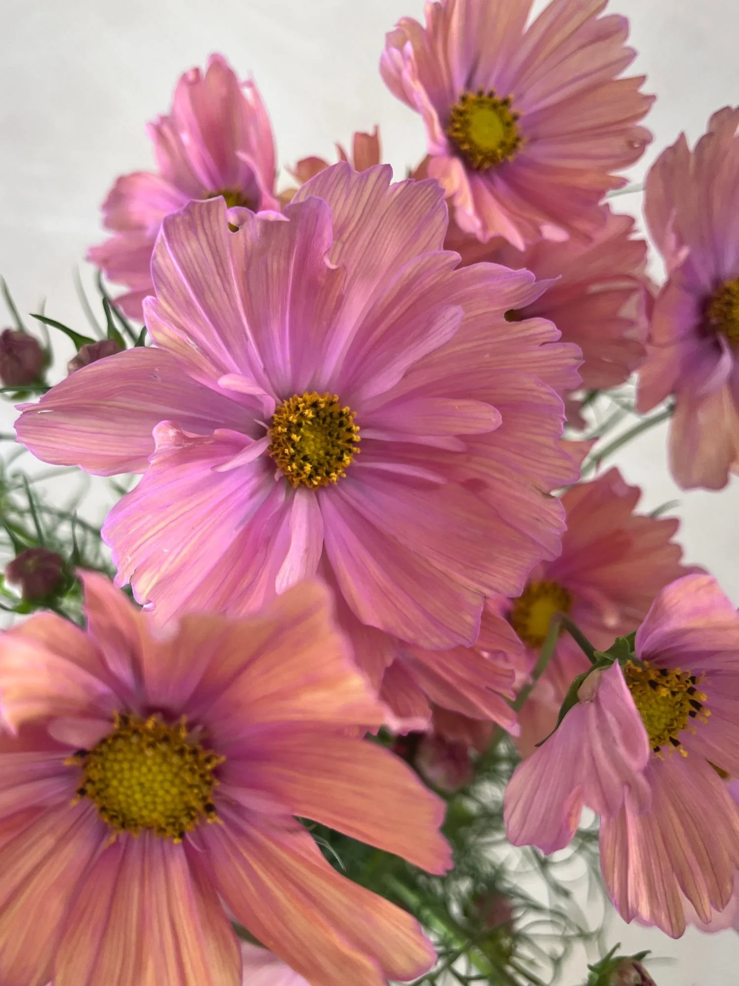 COSMOS Apricotta