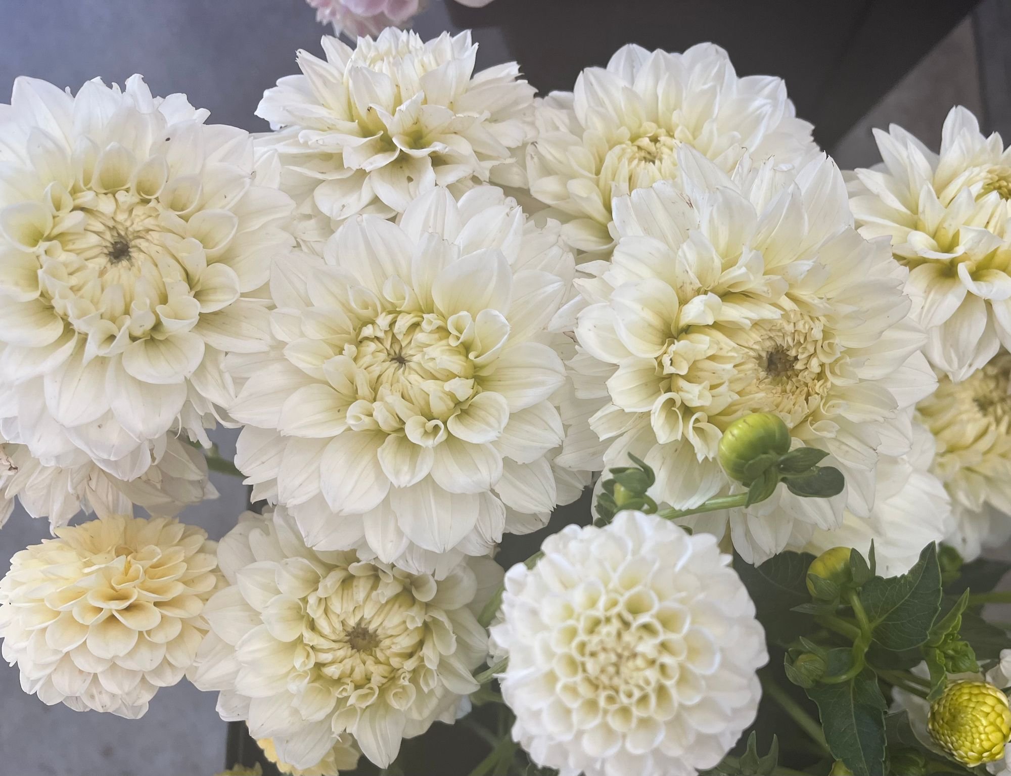 Dahlia 'Blizzard'