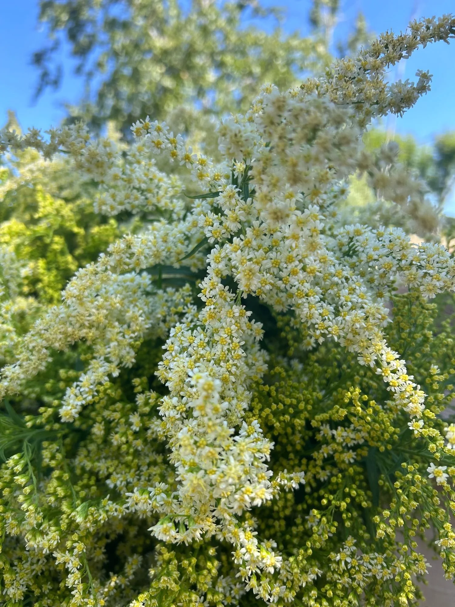 SOLIDAGO sp Glory Moonlight Glory
