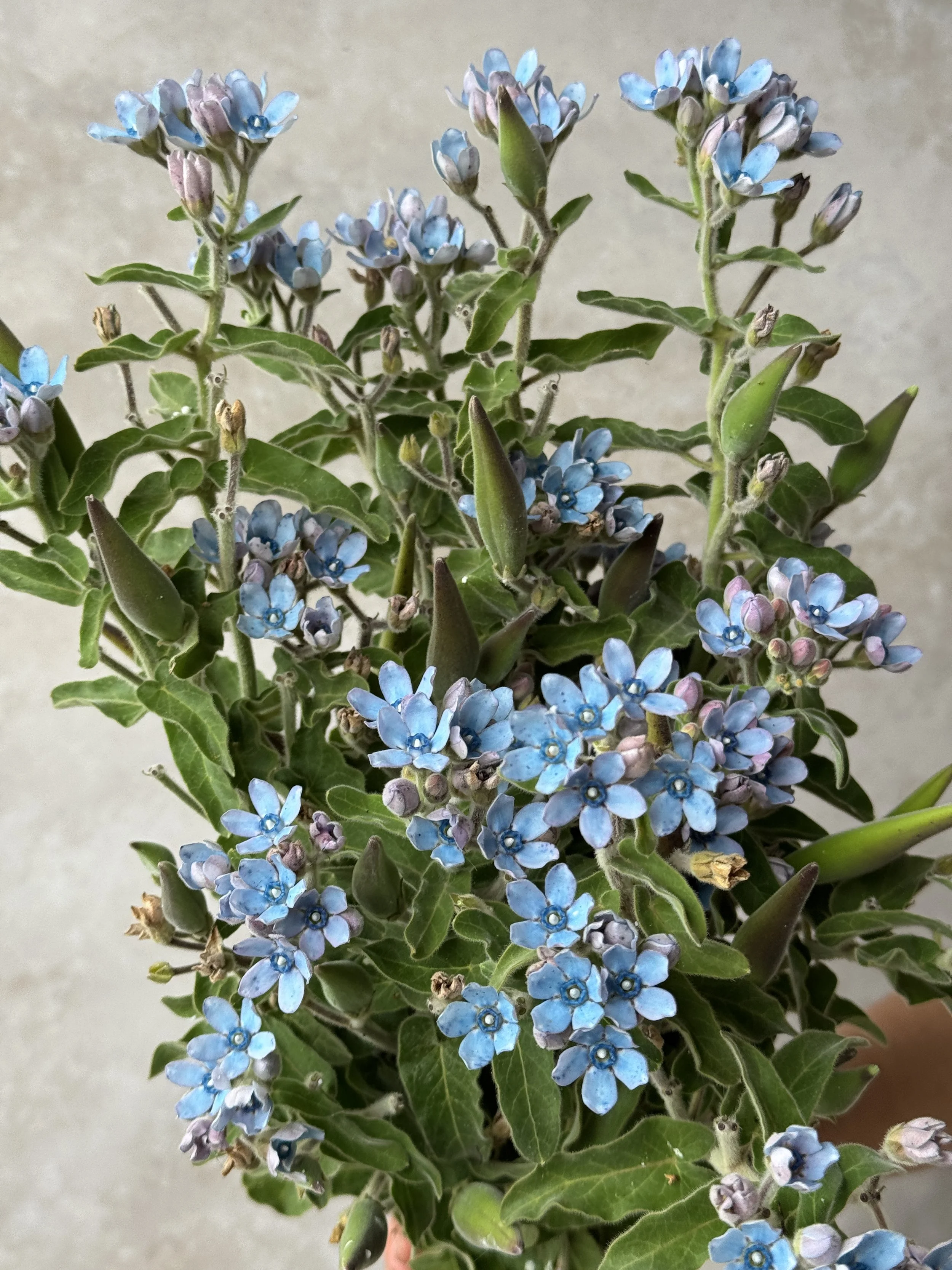 OXYPETALUM coeruleum Blue Double Mix (Tweedia)