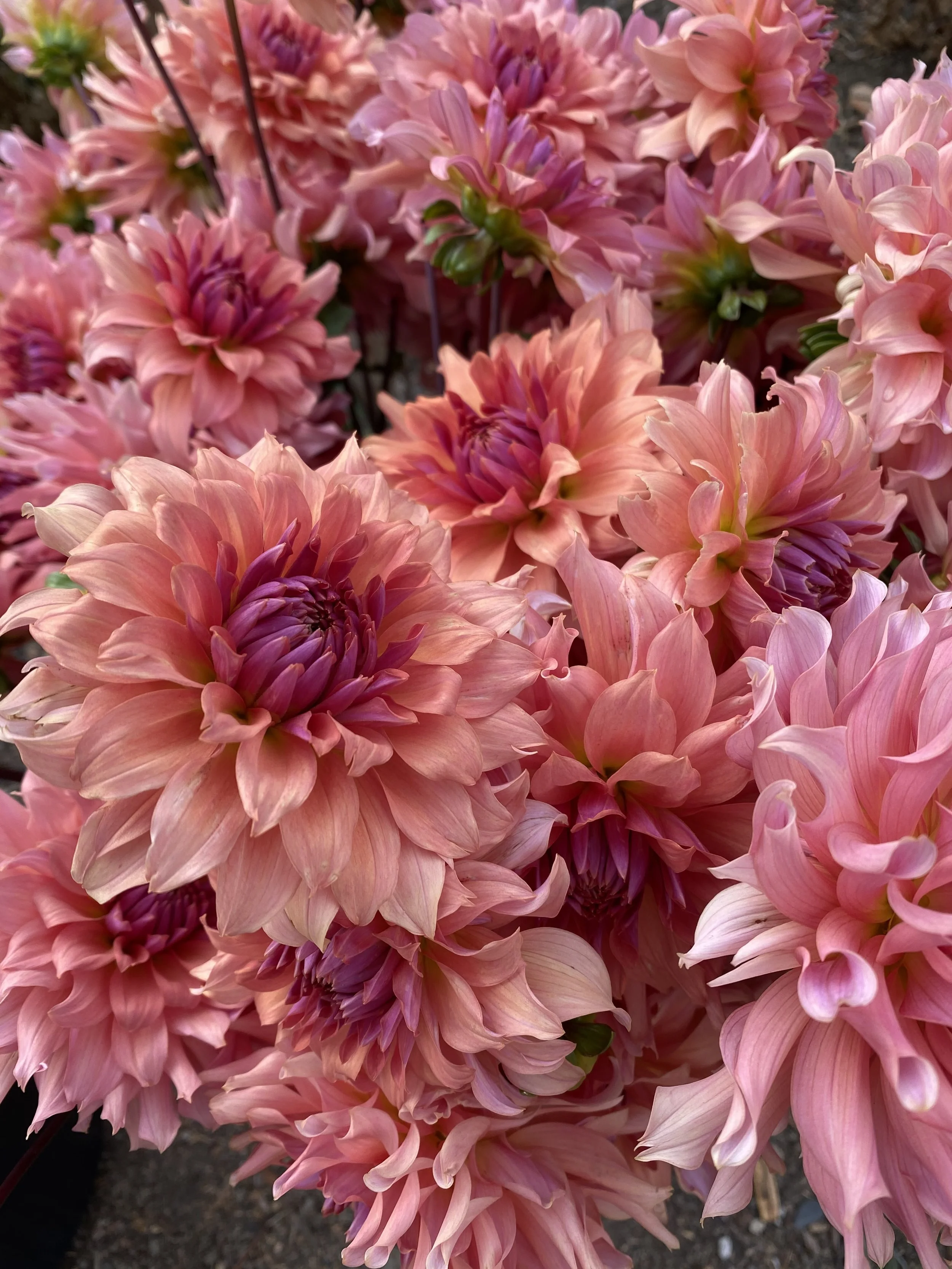 DAHLIA Terracotta