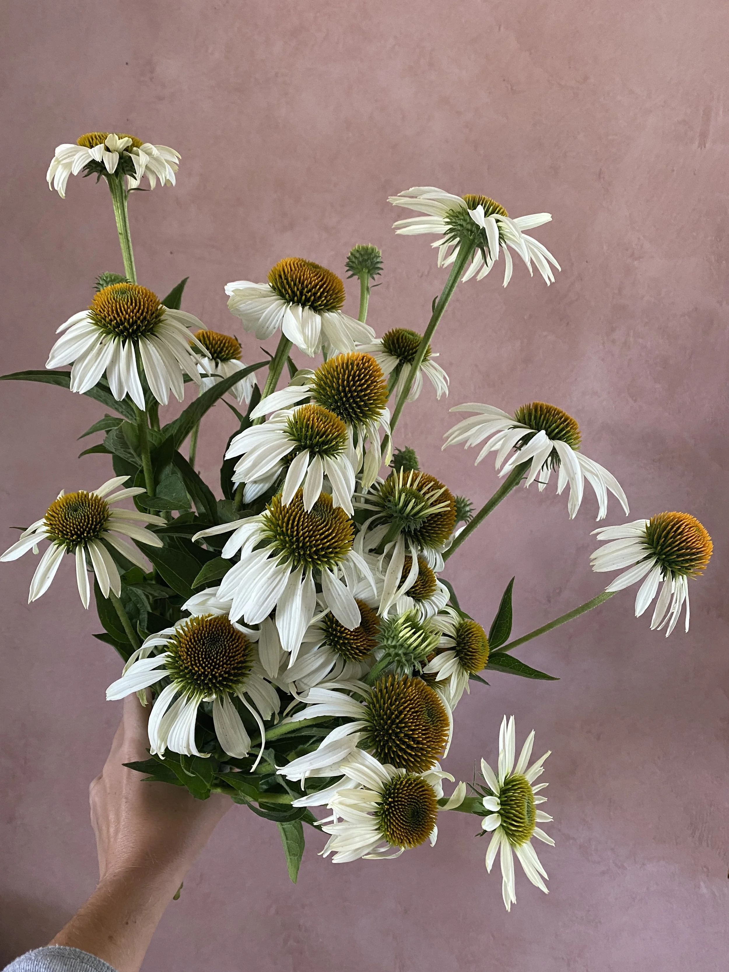 ECHINACEA purpurea White Swan