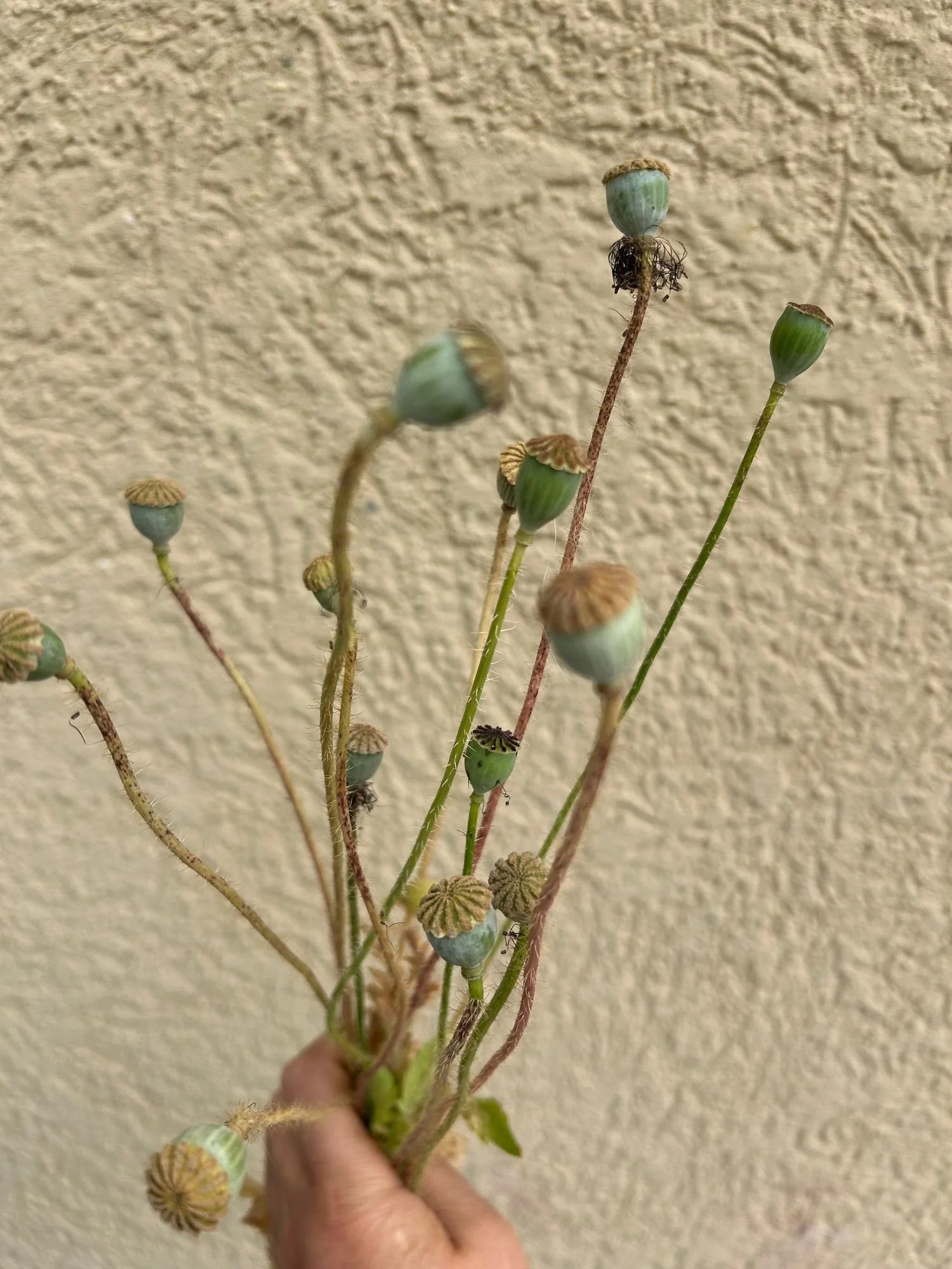 PAPAVER rhoeas (pods)