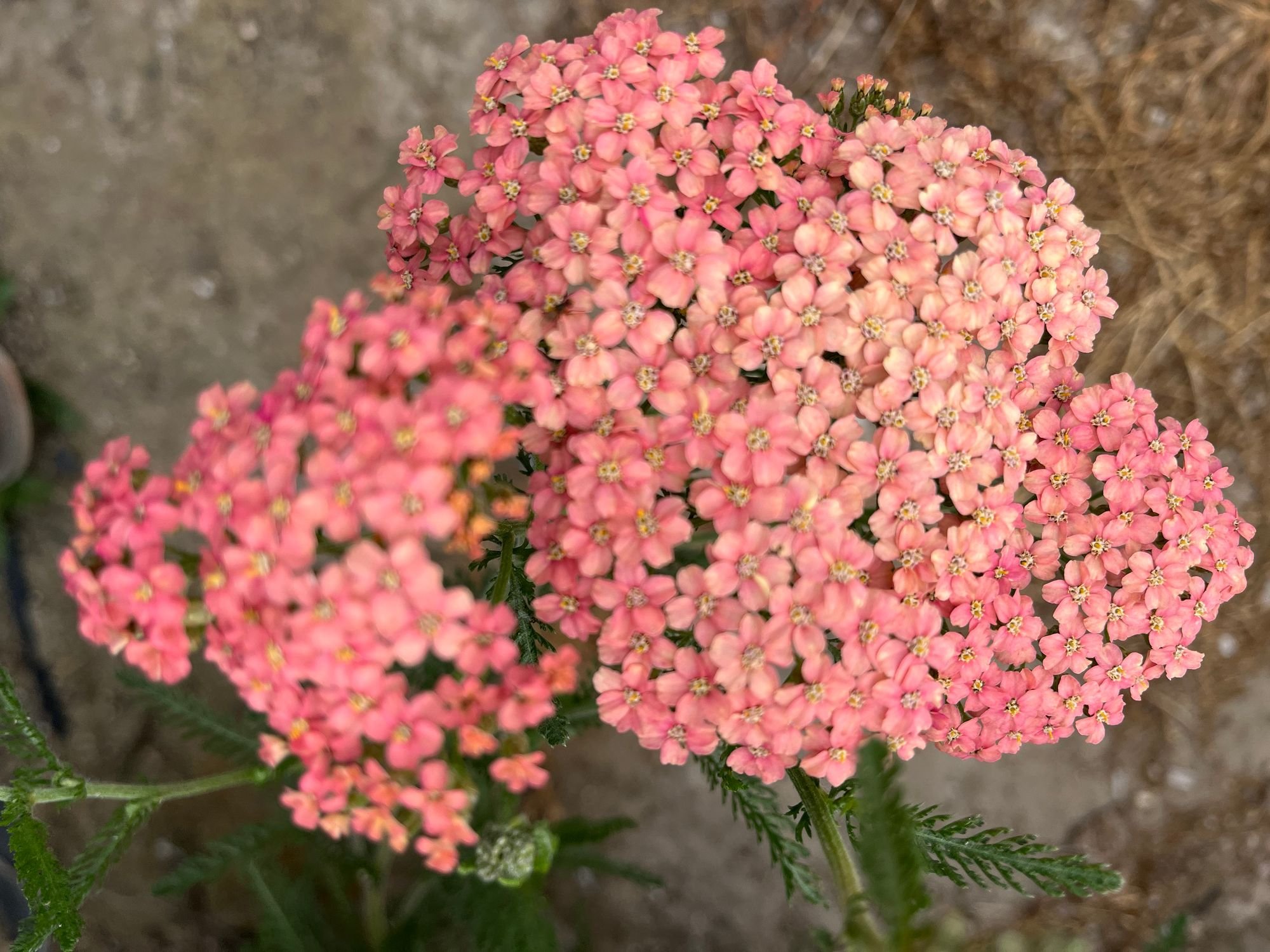 Yarrow 'Salmon Beauty' $13 bu
