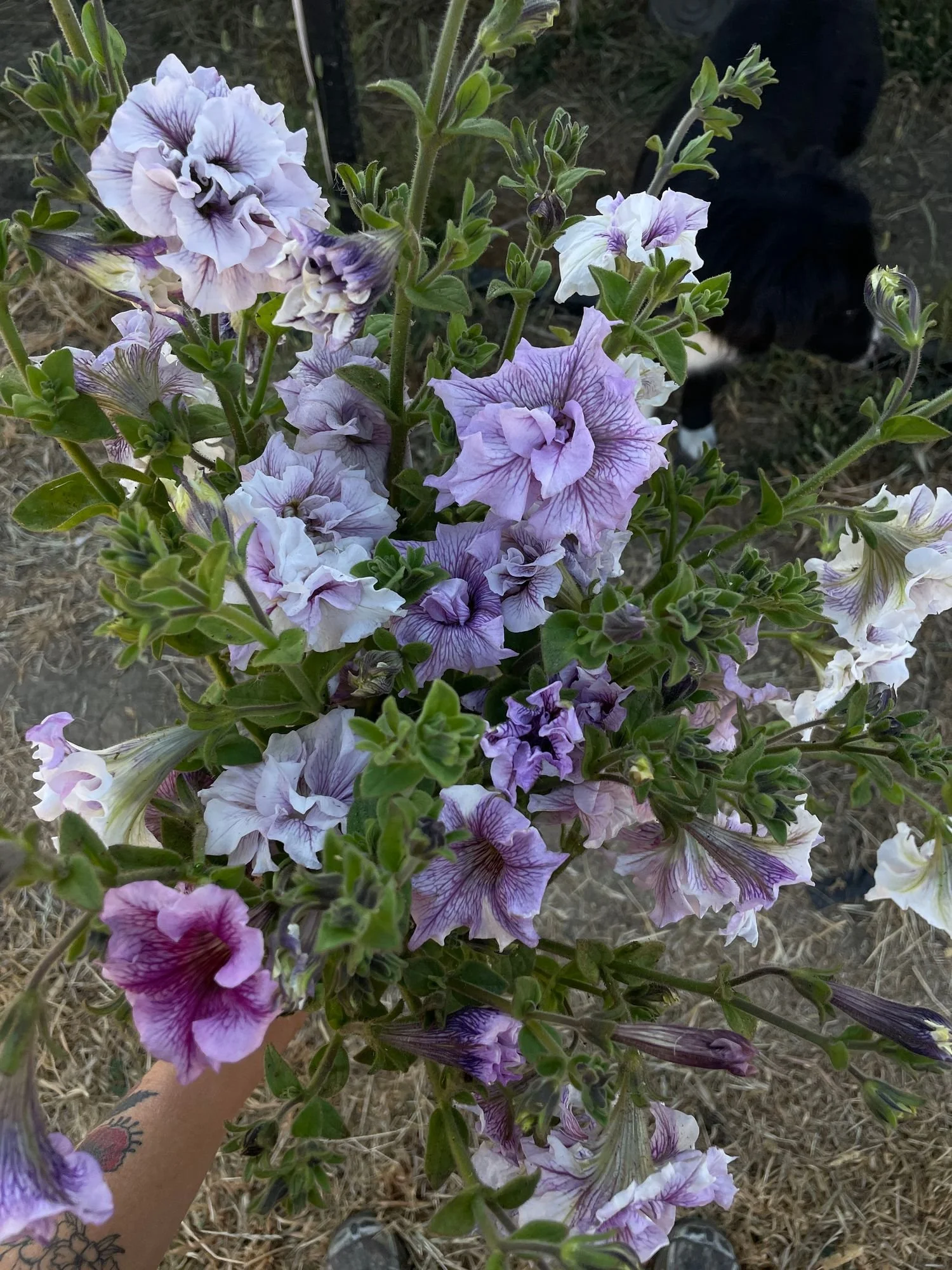 PETUNIA grandiflora Doppio Allegretta