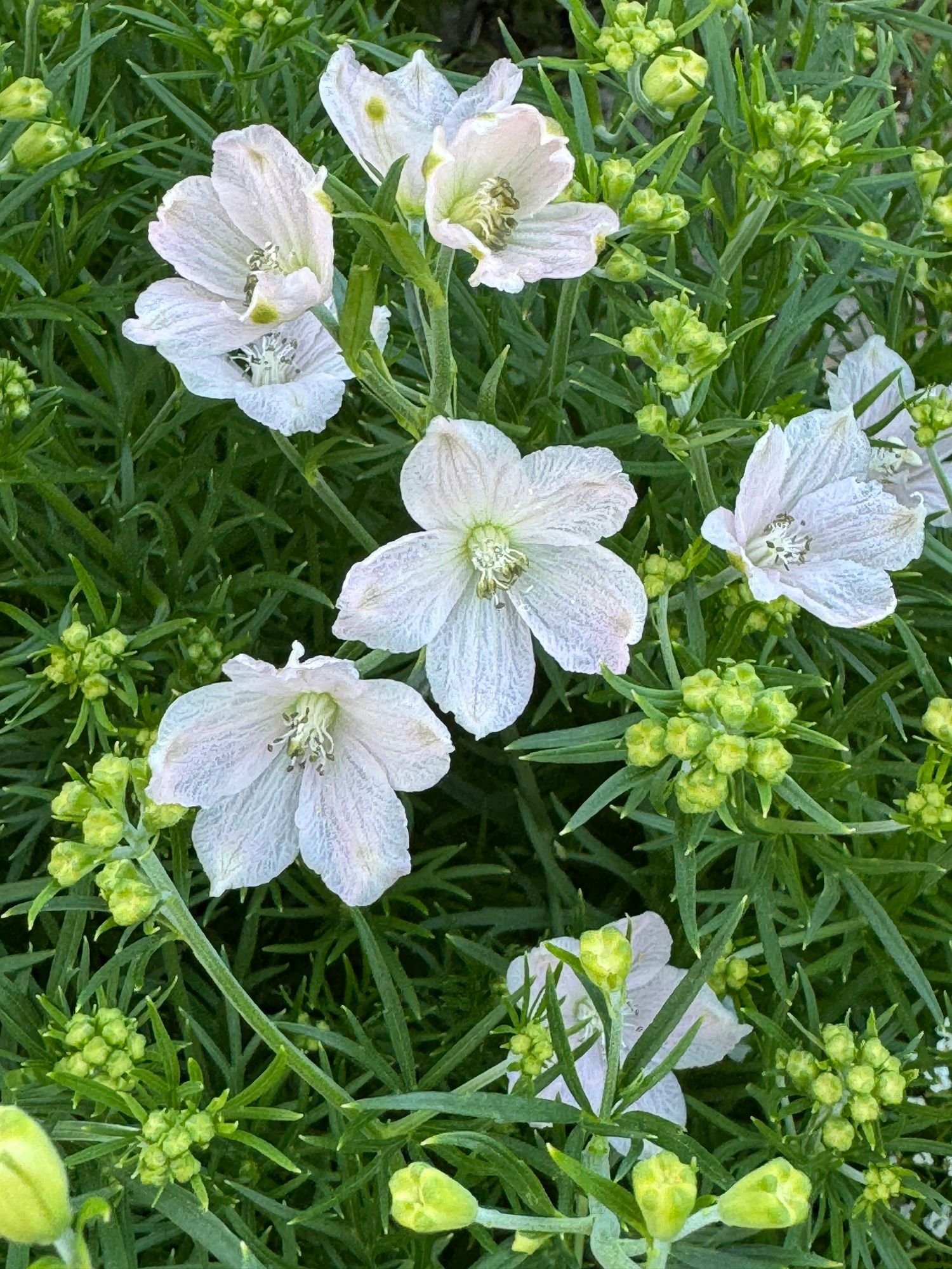 DELPHINIUM chinensis Energy Pink