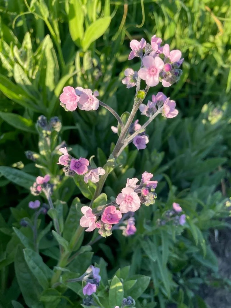 Cynoglossum 'Mystery Rose'