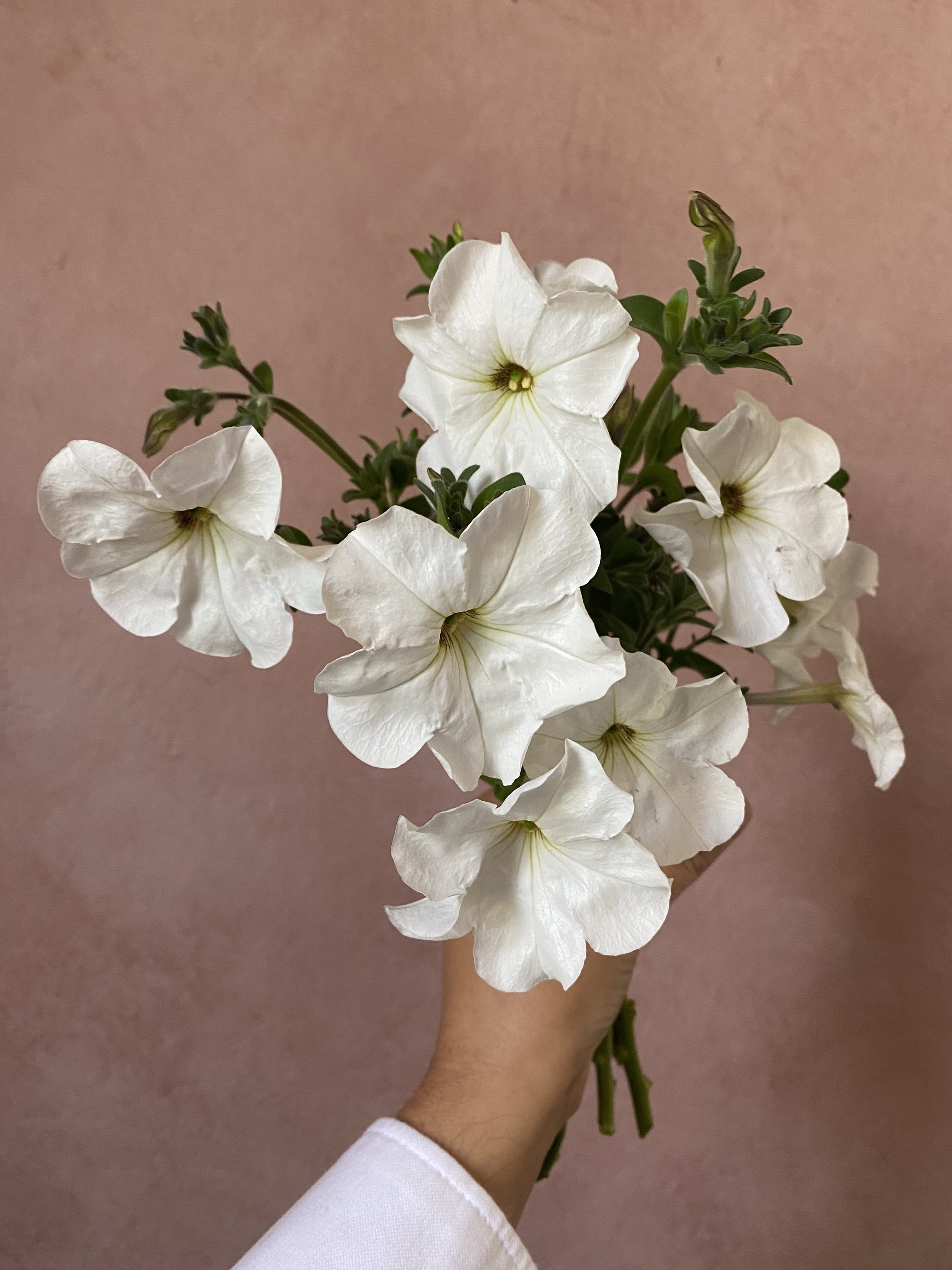 Petunia 'Rainmaster'